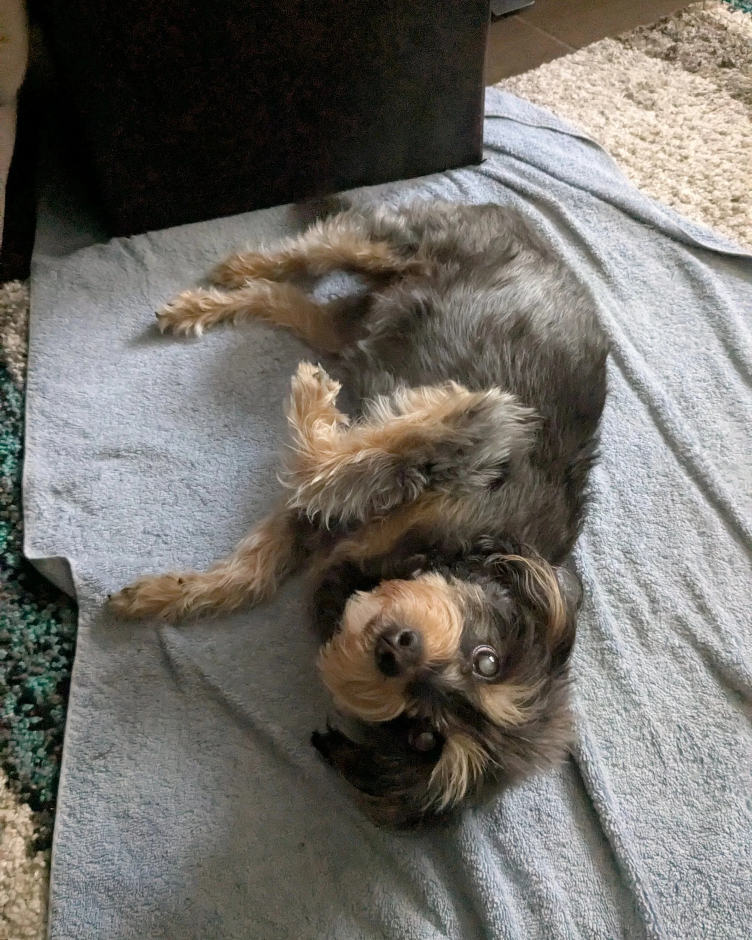 A small black and tan dog lying on its back on a gray towel, looking up at the camera , a happy LUKAS K9 doggy client