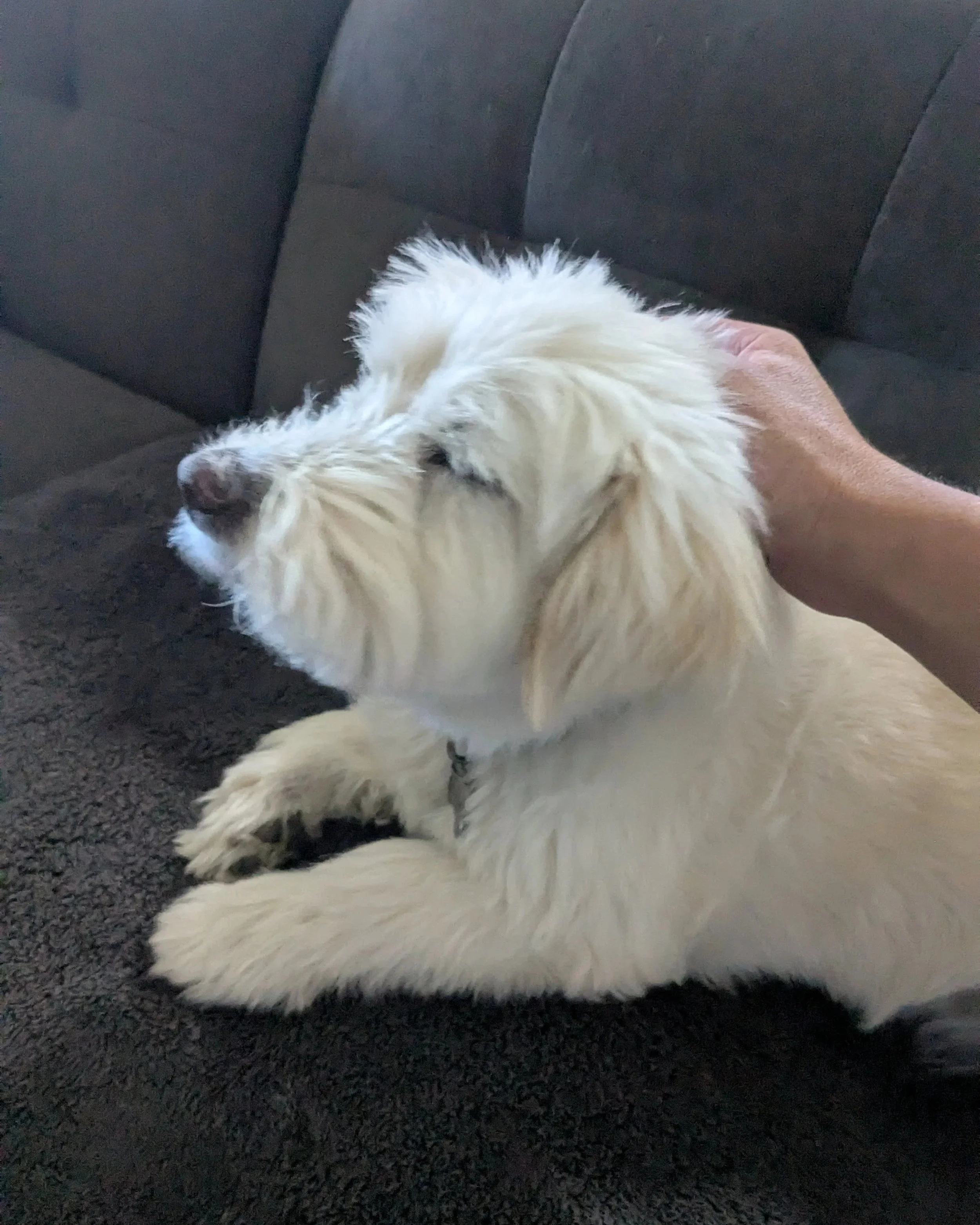 A white puppy with floppy ears lying on a dark couch getting head scratches from LUKAS K9 Tri Valley Dog Sitting and Dog Walking services near you