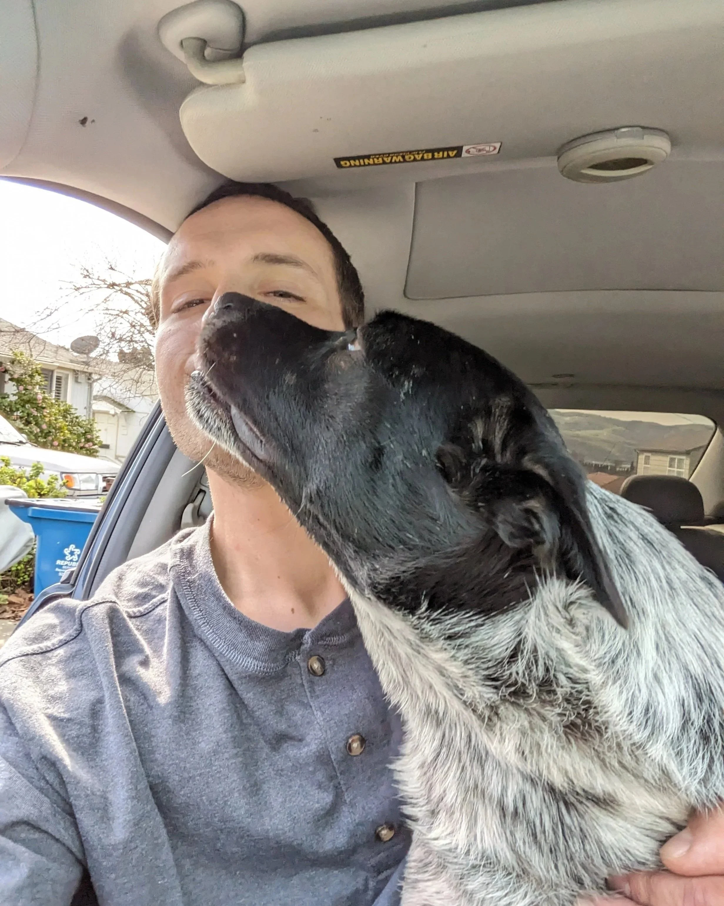 A person inside a car being licked on the face by a black and white dog.