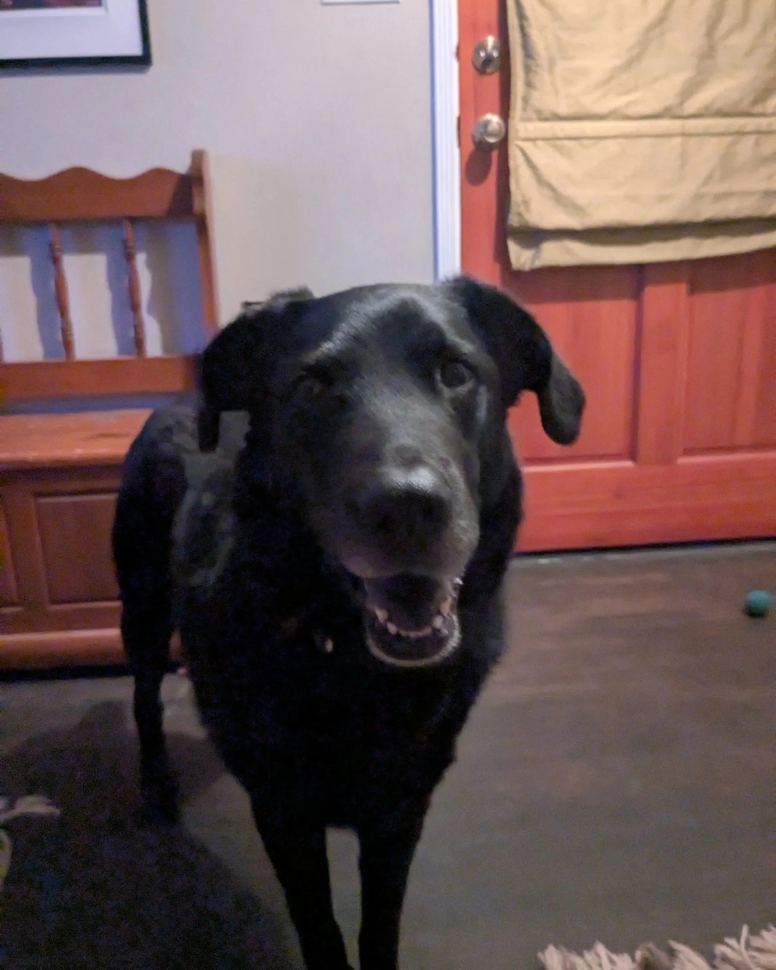 Happy black dog standing in front of a red door, a happy client of LUKAS K9 tri valley dog sitting, smiling at the camera, happy after a walk.