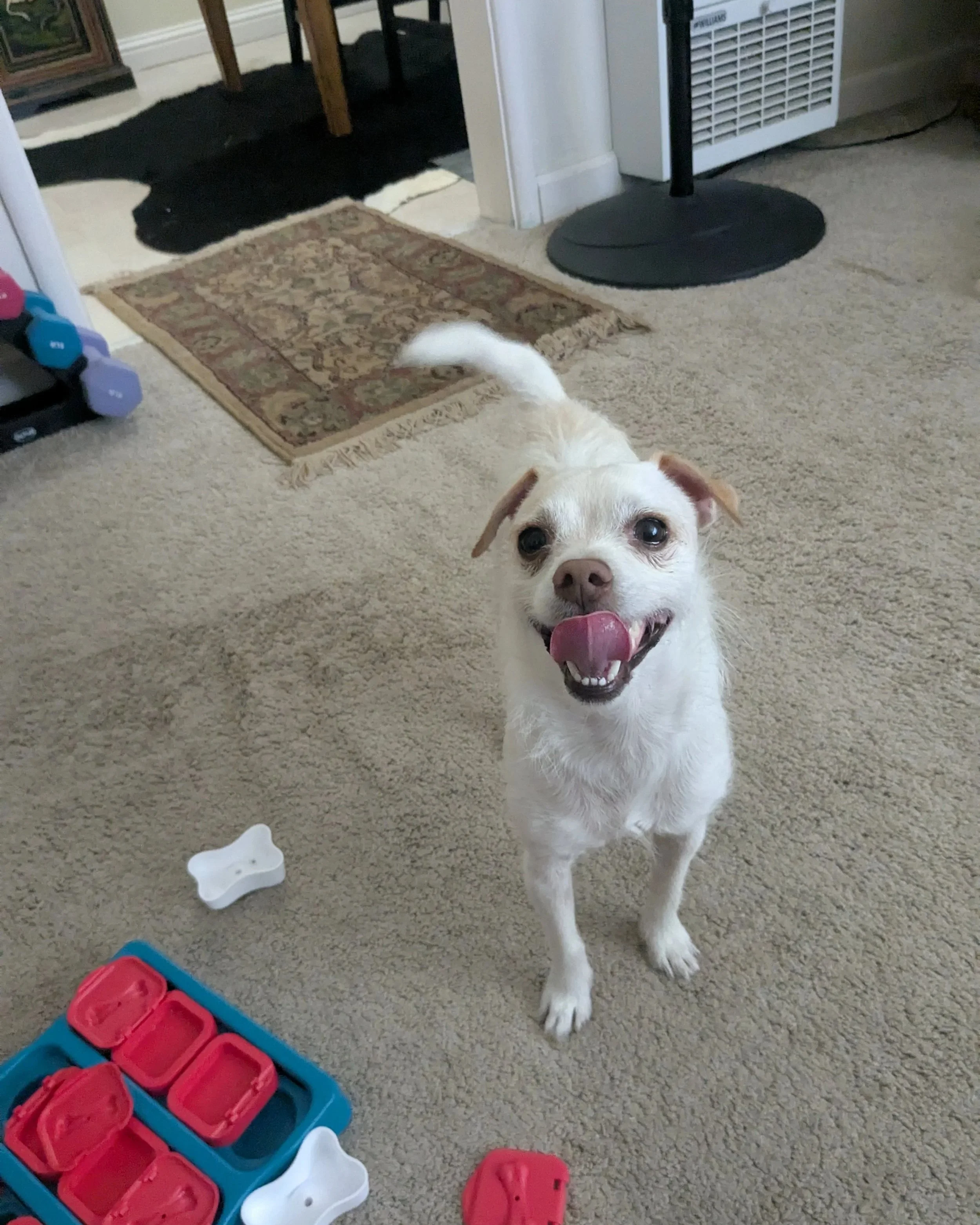 A small white dog with light brown spots on its ears, standing on beige carpet, looking up at the camera with its tongue out. There are several red and white dog toys on the carpet nearby. In the background, there is a rug and a white wall heater.