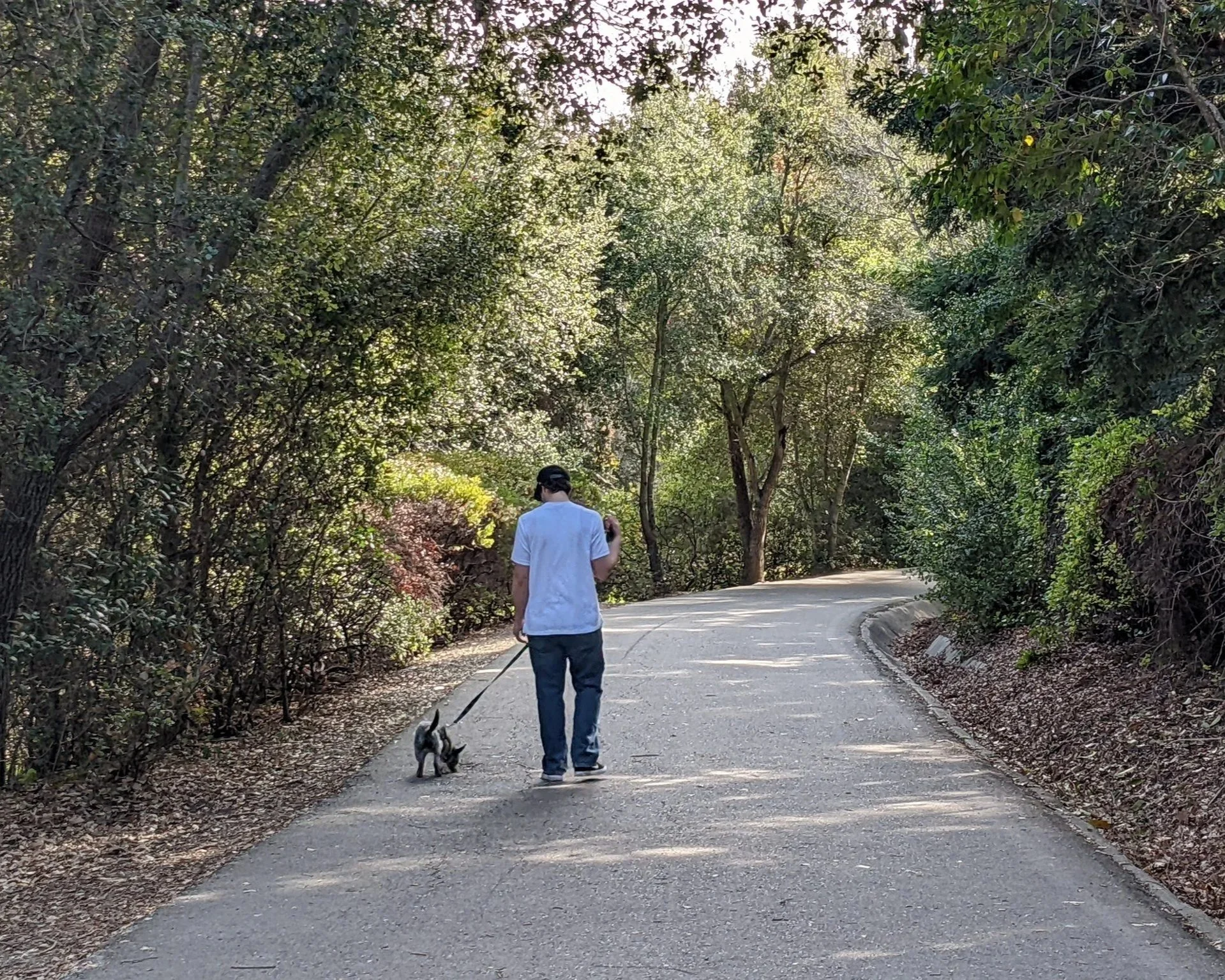 A person walking a small dog on a leash along a winding paved path through a green wooded park.