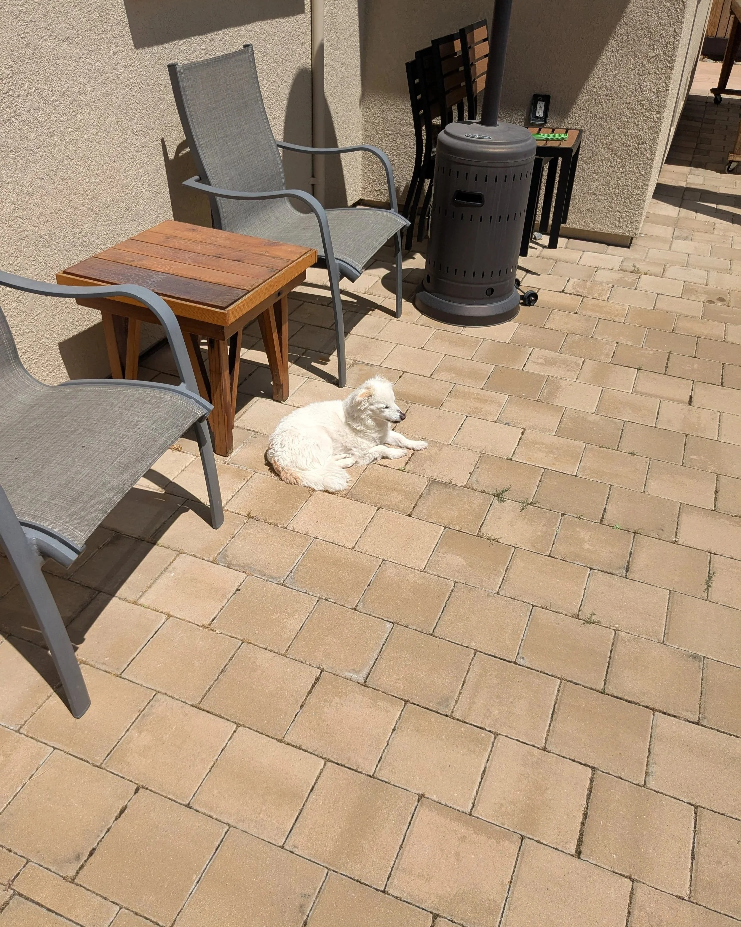A white dog lying on a sunlit outdoor patio with beige brick flooring, surrounded by patio chairs, a small wooden table, and a black outdoor heater.