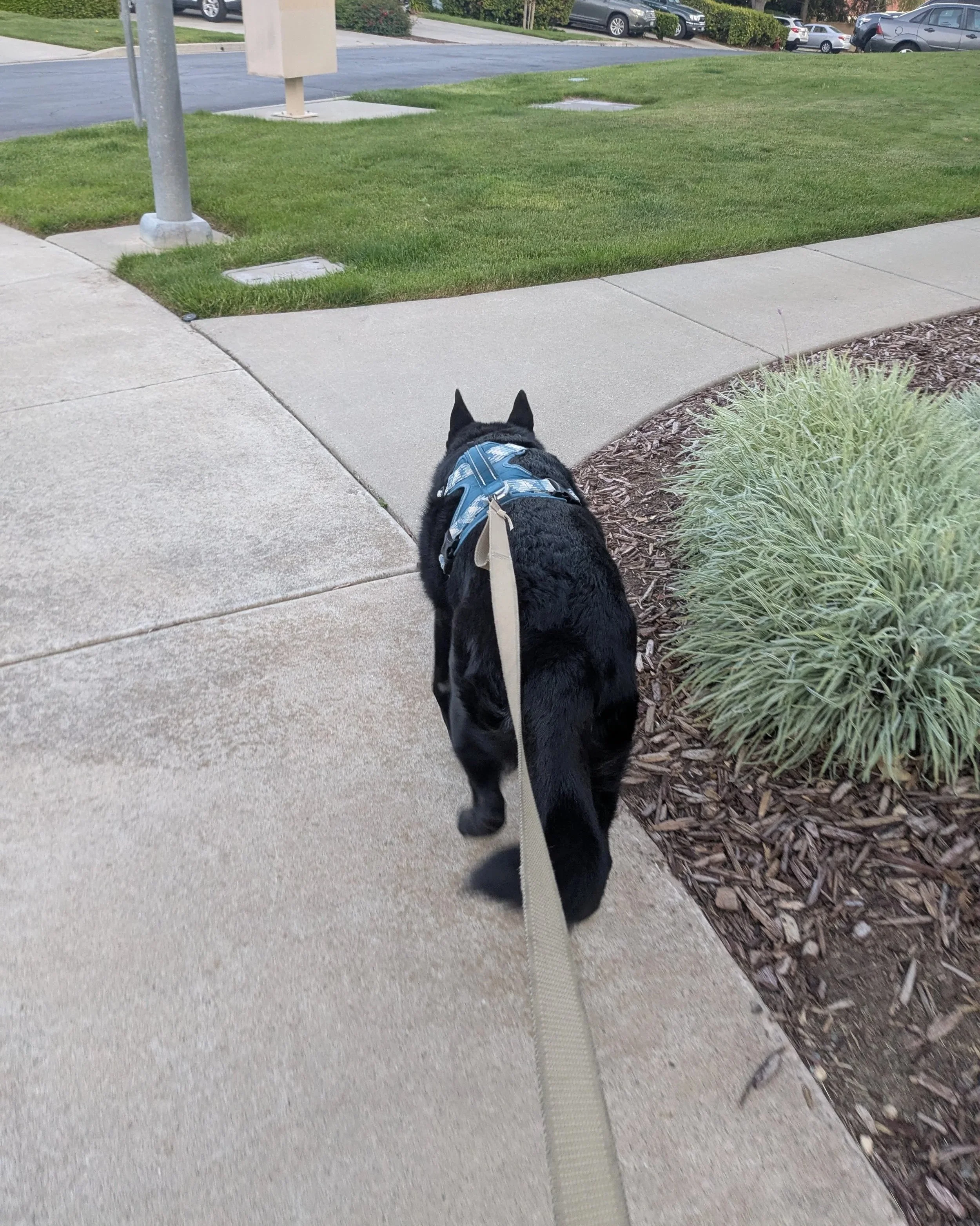 A black dog wearing a harness on a leash, walking on a sidewalk next to a grassy area with shrubs.