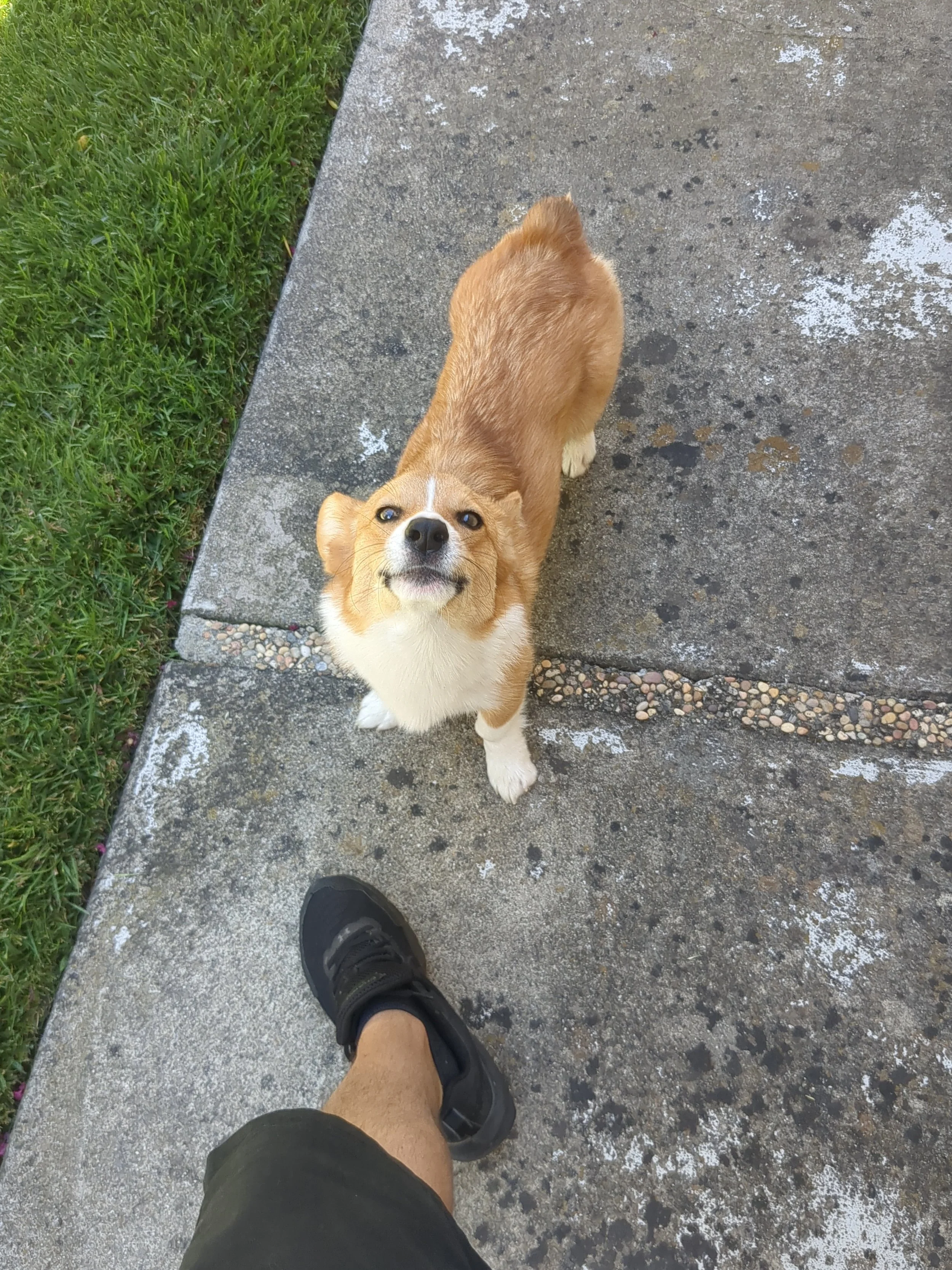 Ben of LUKAS K9 Tri Valley dog sitting, wearing black shoes and black shorts is standing on a wet concrete sidewalk, looking down at a tan and white corgi dog that is looking up at the camera.