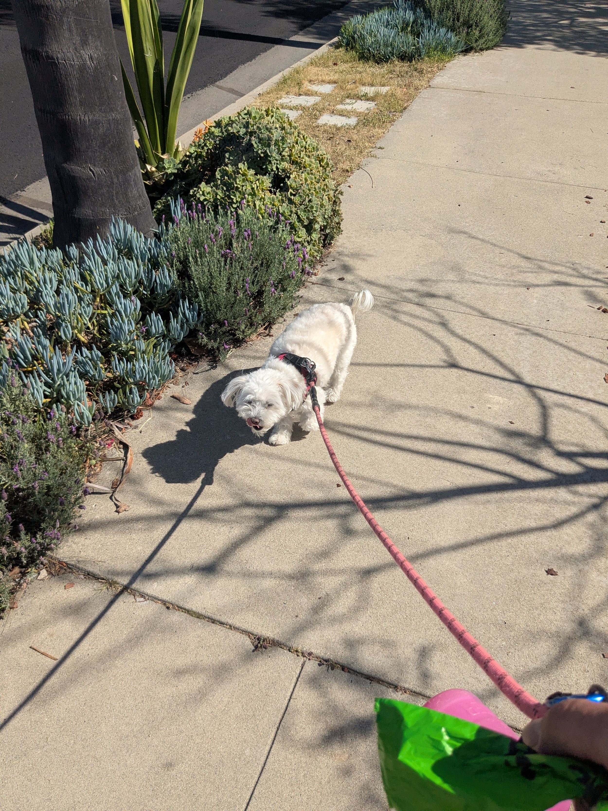 LUKAS K9 Tri-Valley Dog Sitting taking a small white dog with a pink leash on a walk in the sunshine