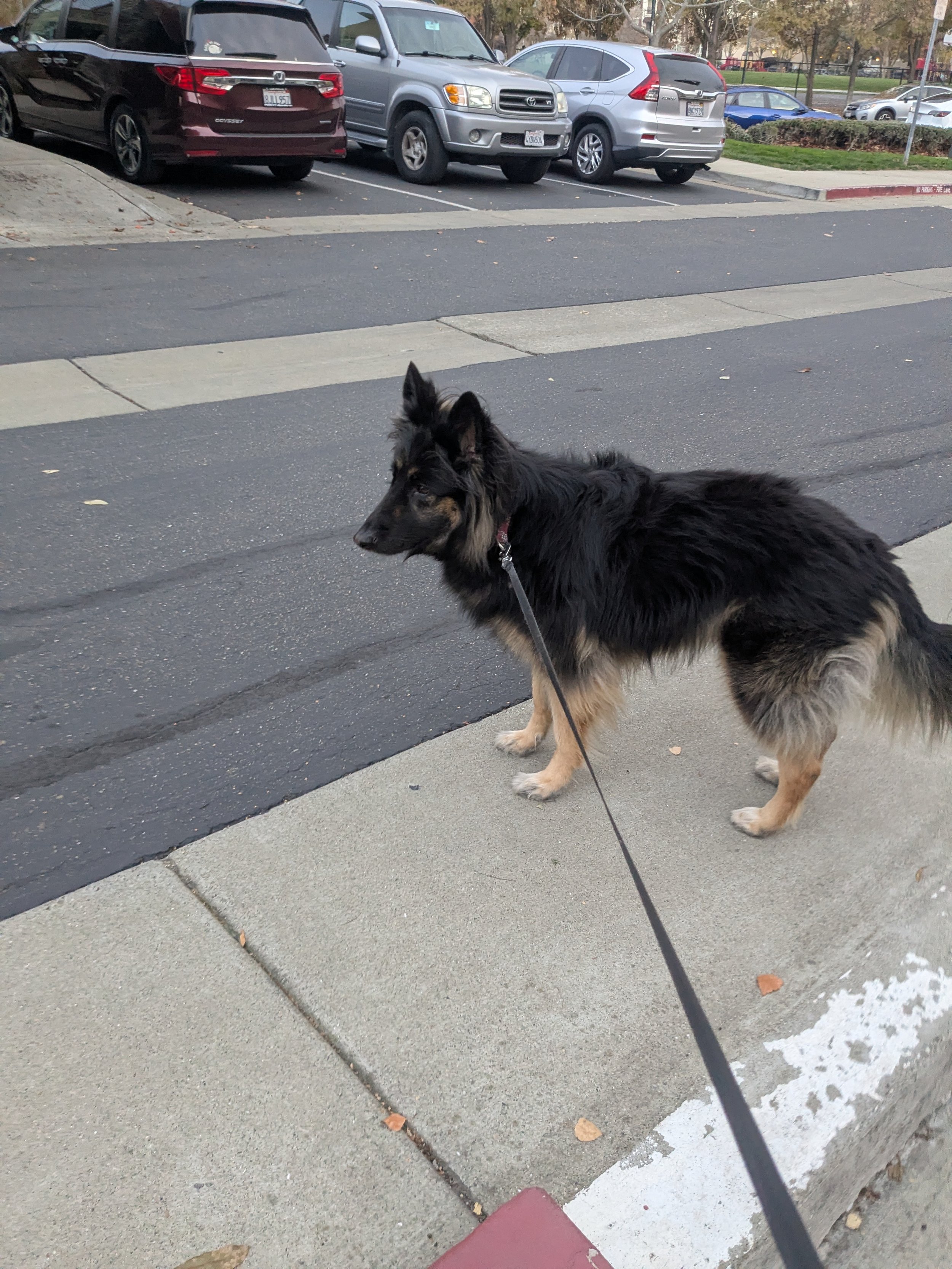 A black and tan dog with a leash standing on a sidewalk near a parking lot with several parked cars.
