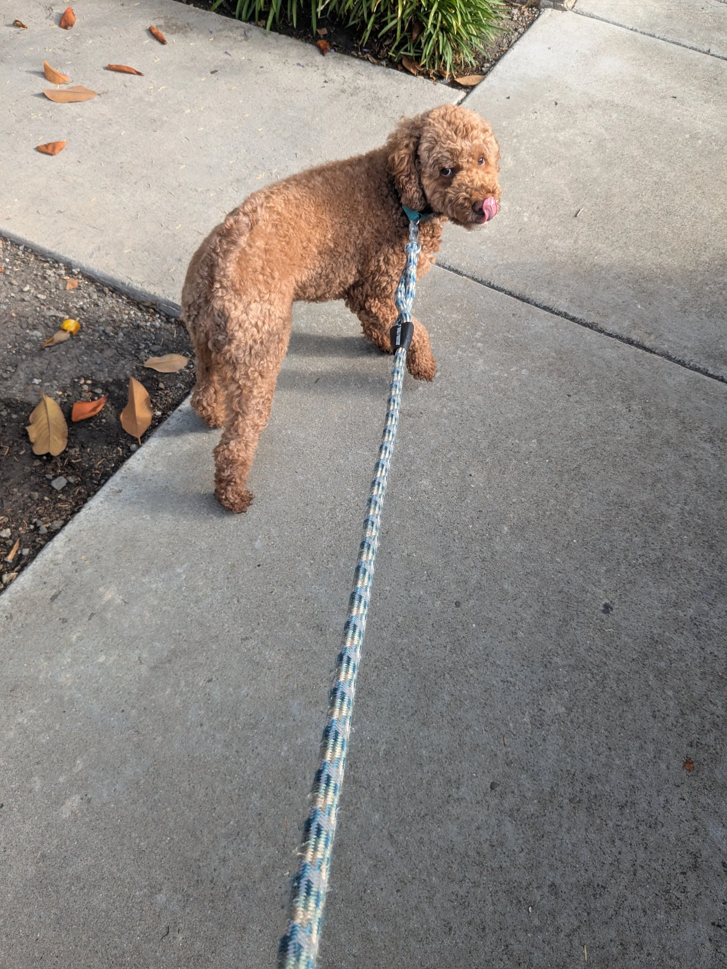 A curly-haired brown dog on a leash walking on a sidewalk, with fallen leaves nearby and greenery at the edge of the sidewalk.