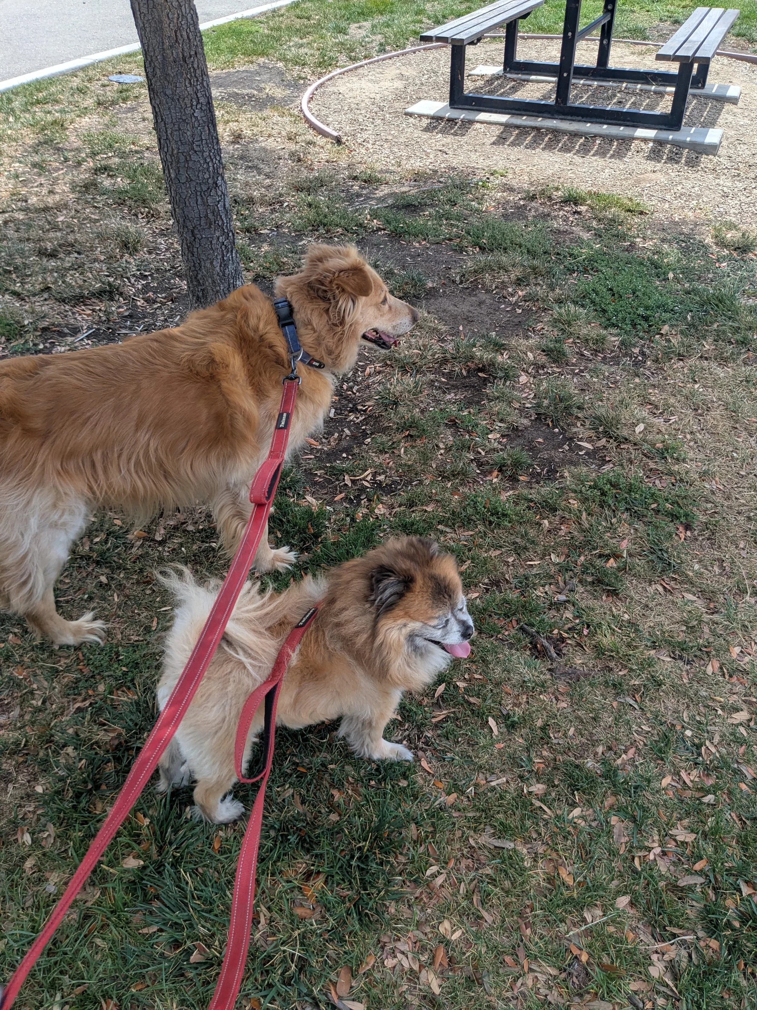 Two dogs, one small one larger, on red leashes standing on grass and dirt near a tree with a park picnic table in the background looking away from the camera. picture taken by local dog sitter