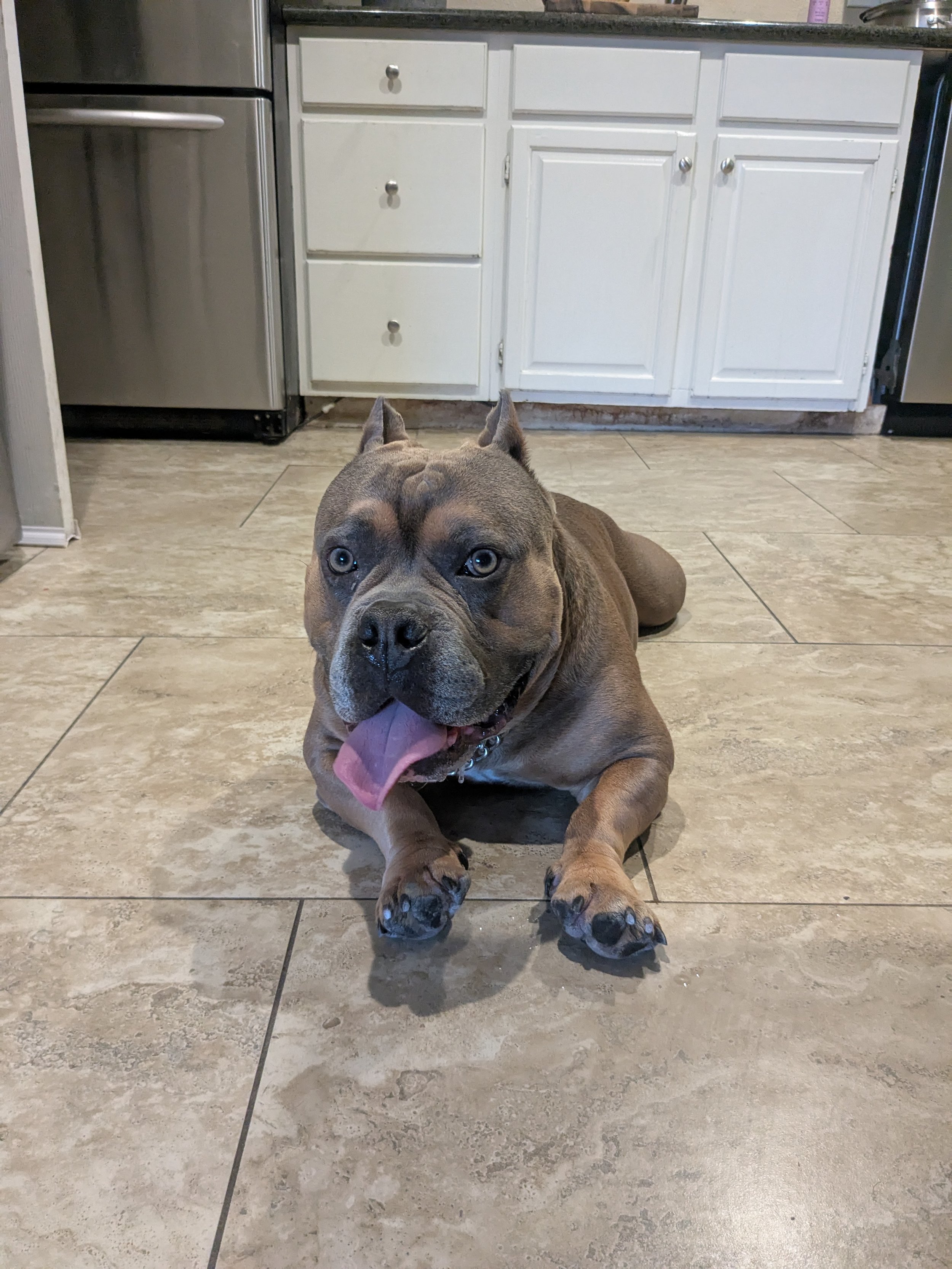 A brown dog with blue eyes and a large head lying on a tiled floor in a kitchen, with white cabinets and stainless steel appliances in the background.