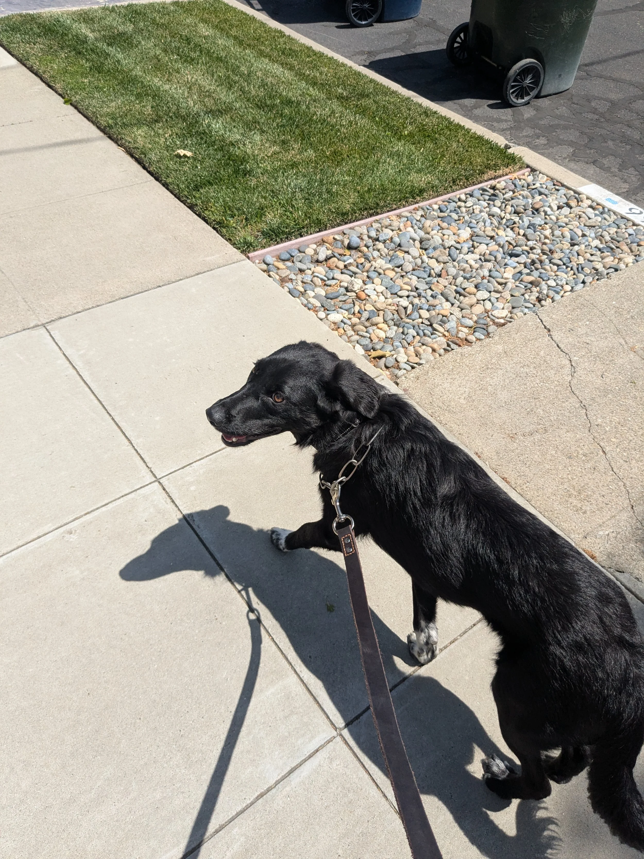 A black dog walking on a sidewalk next to a small grassy area and a section of decorative rocks, with a trash bin and cars in the background.