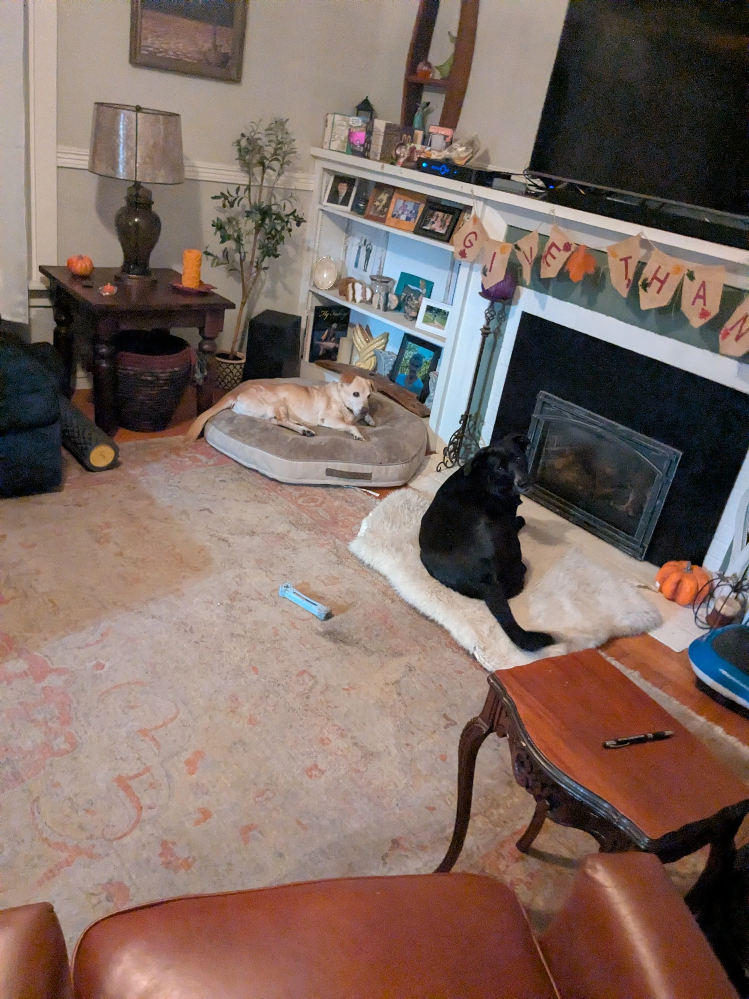happy dogs laying on their beds in their home in front of a fireplace being cared for by LUKAS K9 Tri Valley Dog Sitting in Livermore, CA