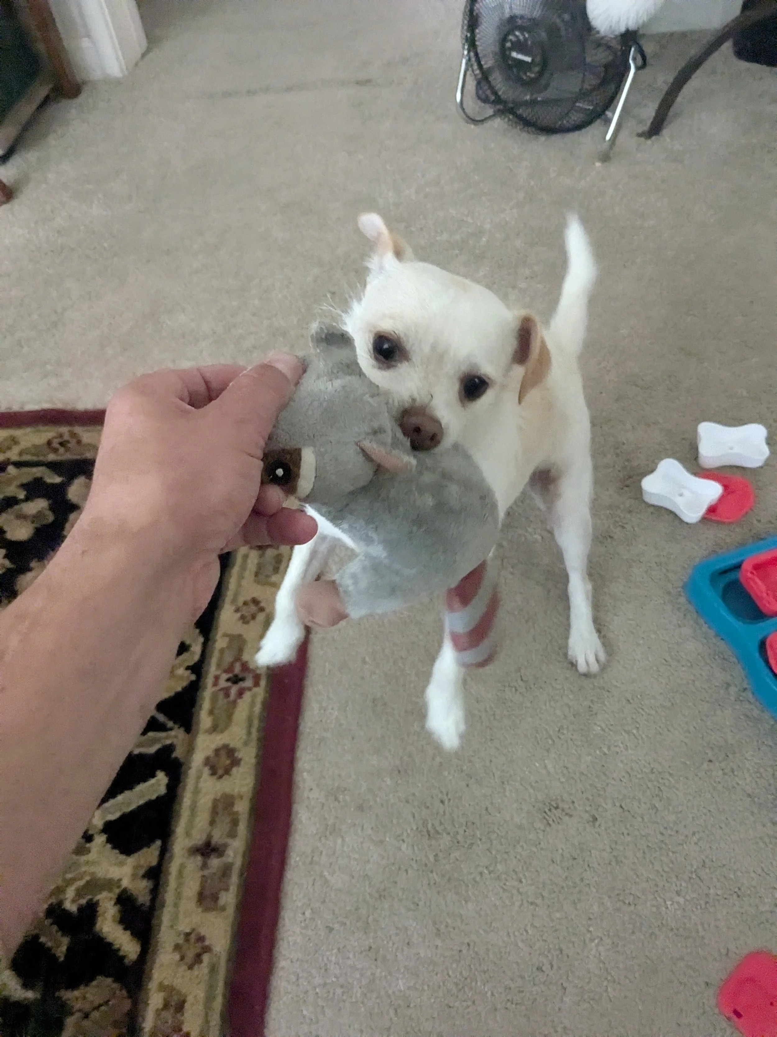 A small white dog with tan ears playing tug-of-war with a gray stuffed toy in a room with beige carpet, a patterned rug, and various pet toys scattered around.
