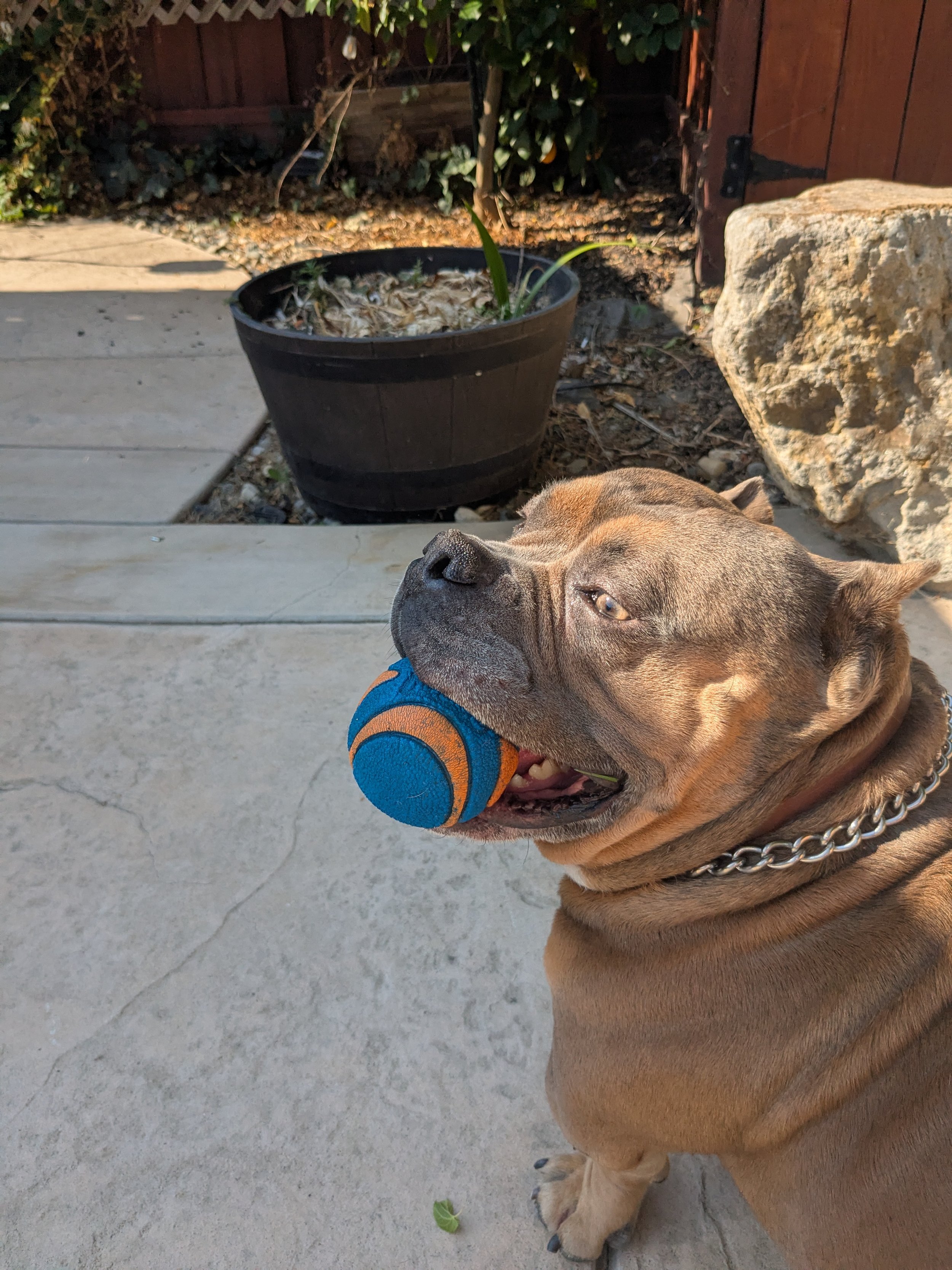 A brown dog lying on a concrete surface with a blue and orange toy in its mouth. In the background, there is a black plant pot with dried plant material and green leaves, a large rock, a wooden gate, and some bushes.