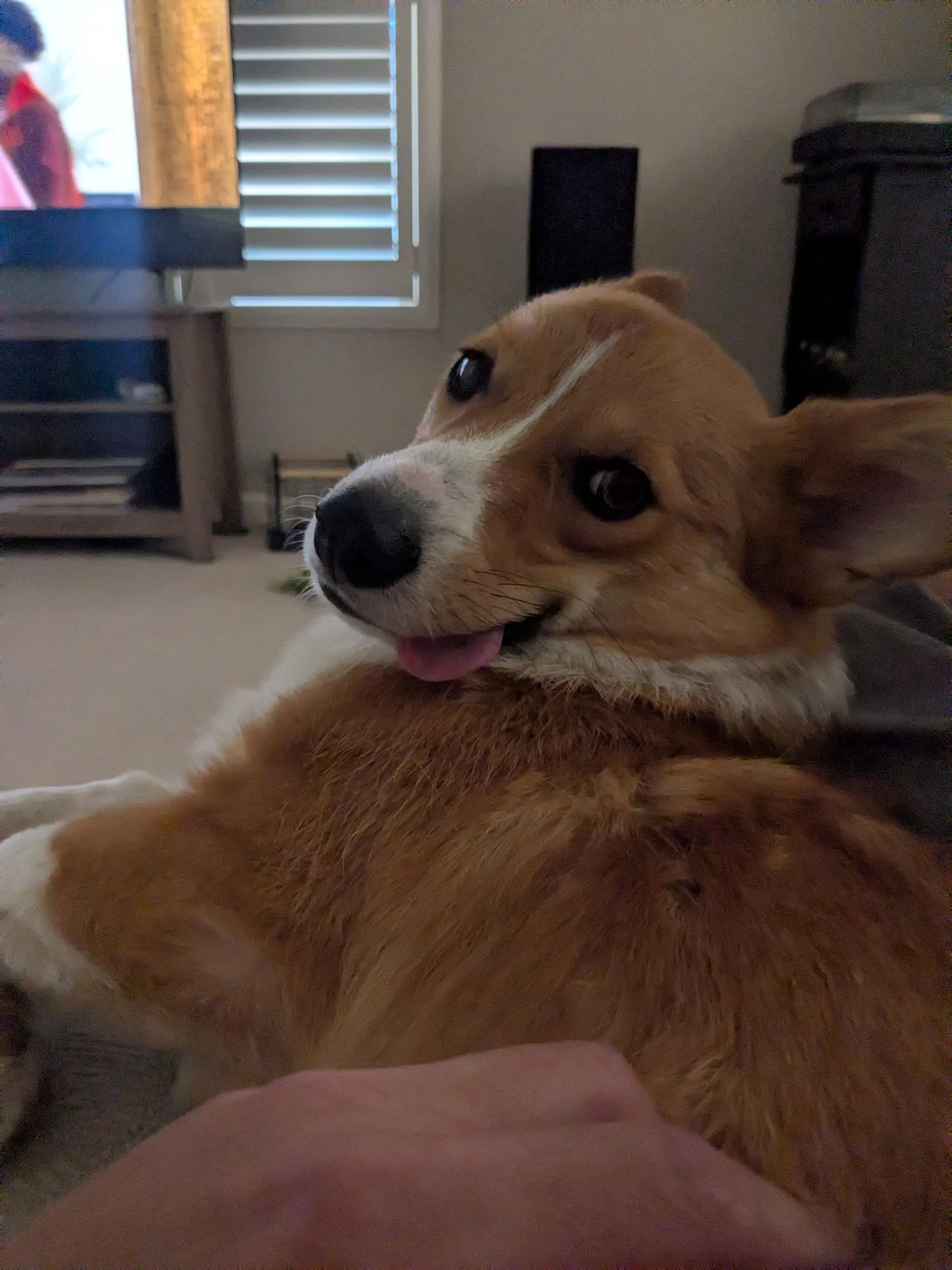 Close-up of a happy, tan and white dog lying down indoors, with its tongue slightly sticking out, near a person. The background shows a television, window with blinds, and a cabinet.