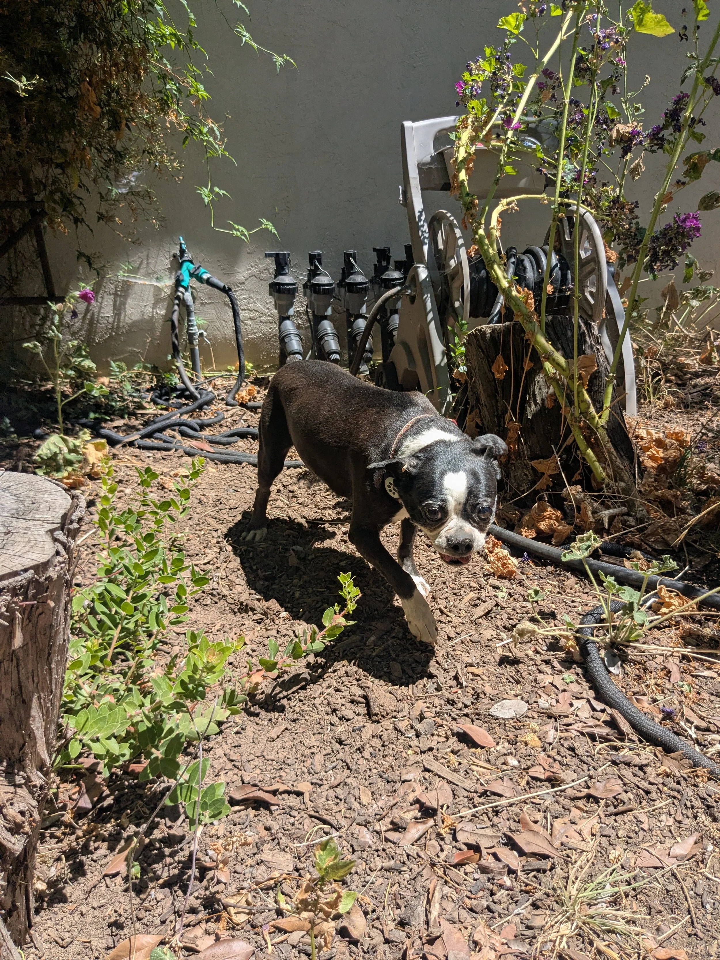 A small black and white dog with a collar walking on dry soil in a garden, surrounded by plants and shrubbery, with a grey wall and garden irrigation hoses in the background.