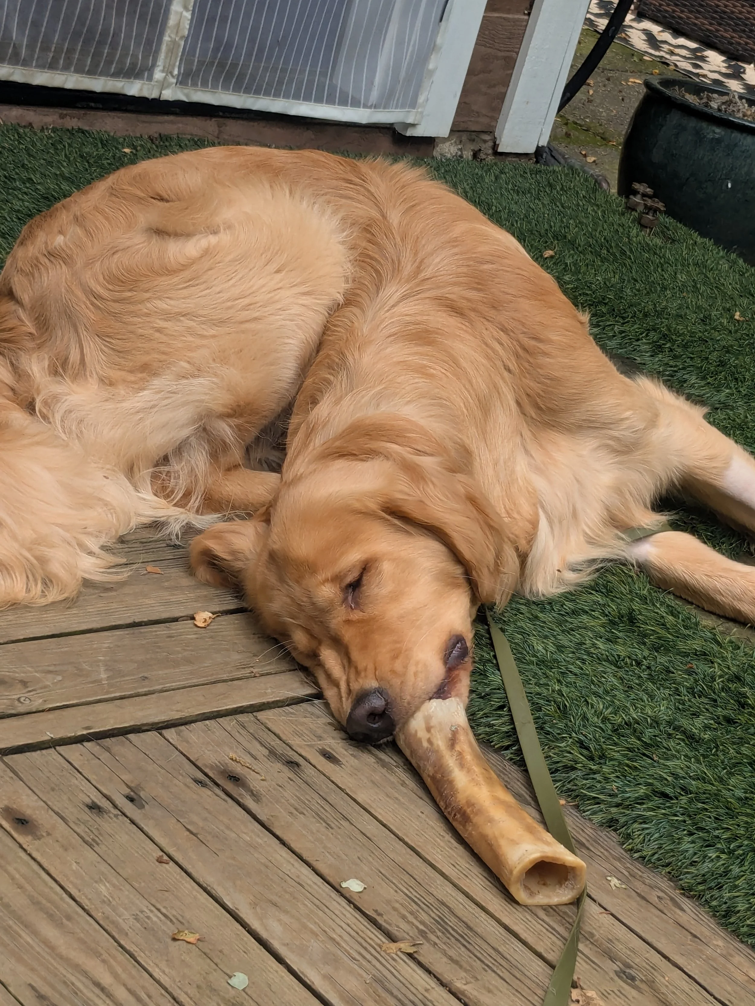 A golden retriever laying on a wooden porch with its head resting on the floor, next to a green rug and a long hollow dog chew. The dog is sleeping peacefully.