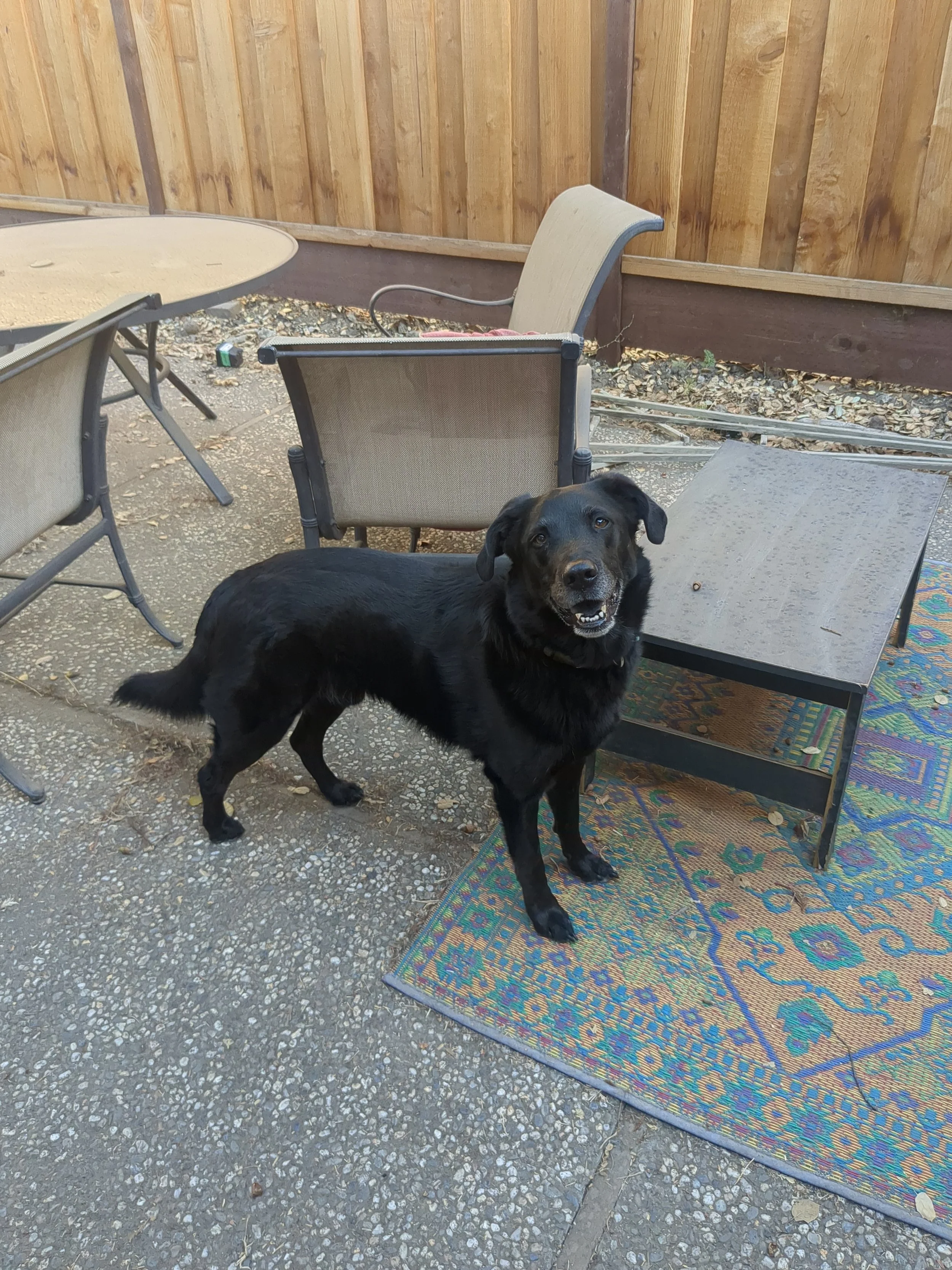 Black dog with brown eyes smiling, standing on a patterned outdoor rug near a patio table and chairs, against a wooden fence.