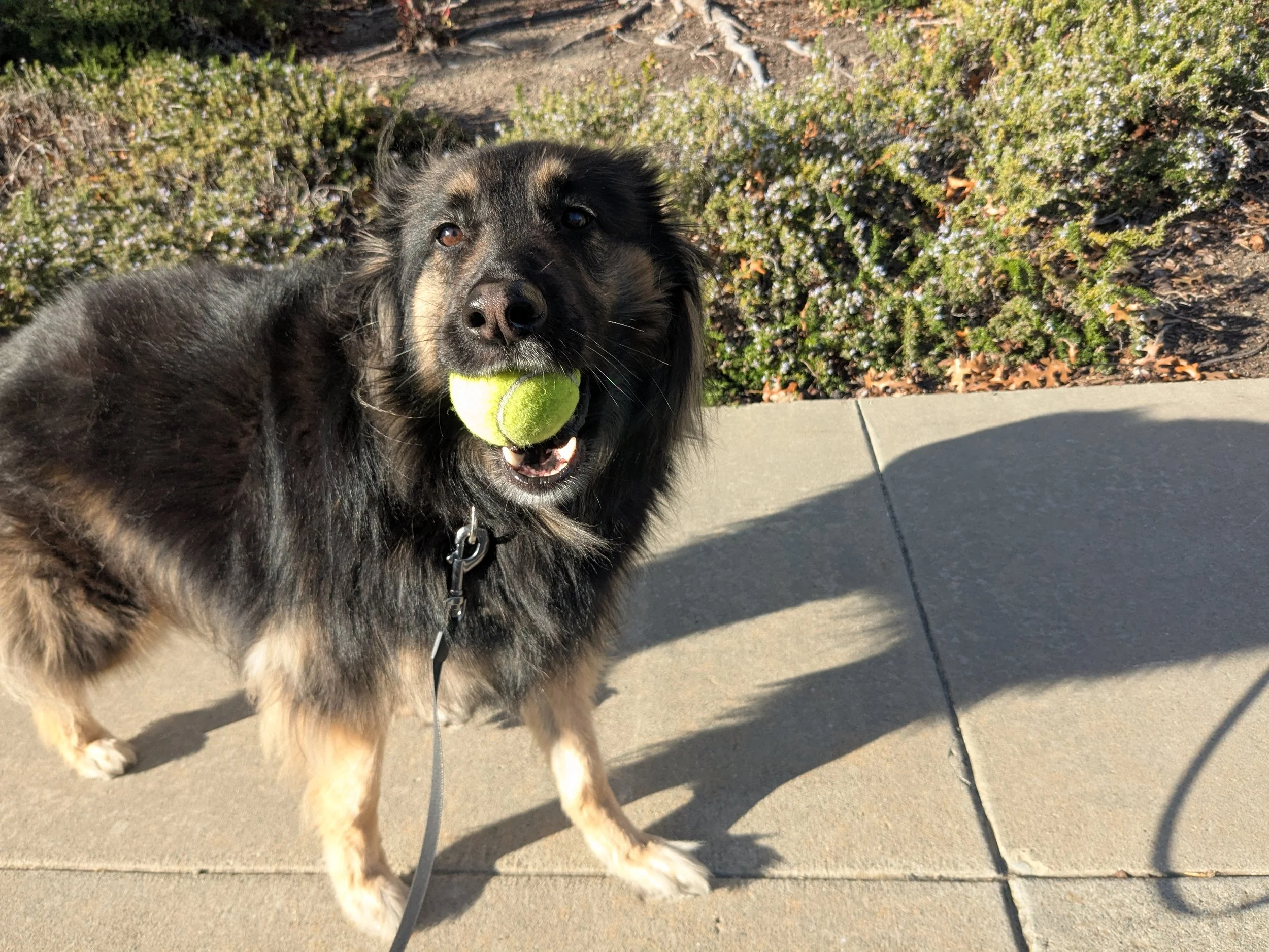 A black and brown dog holding a green tennis ball in its mouth while standing on a sidewalk with bushes in the background.