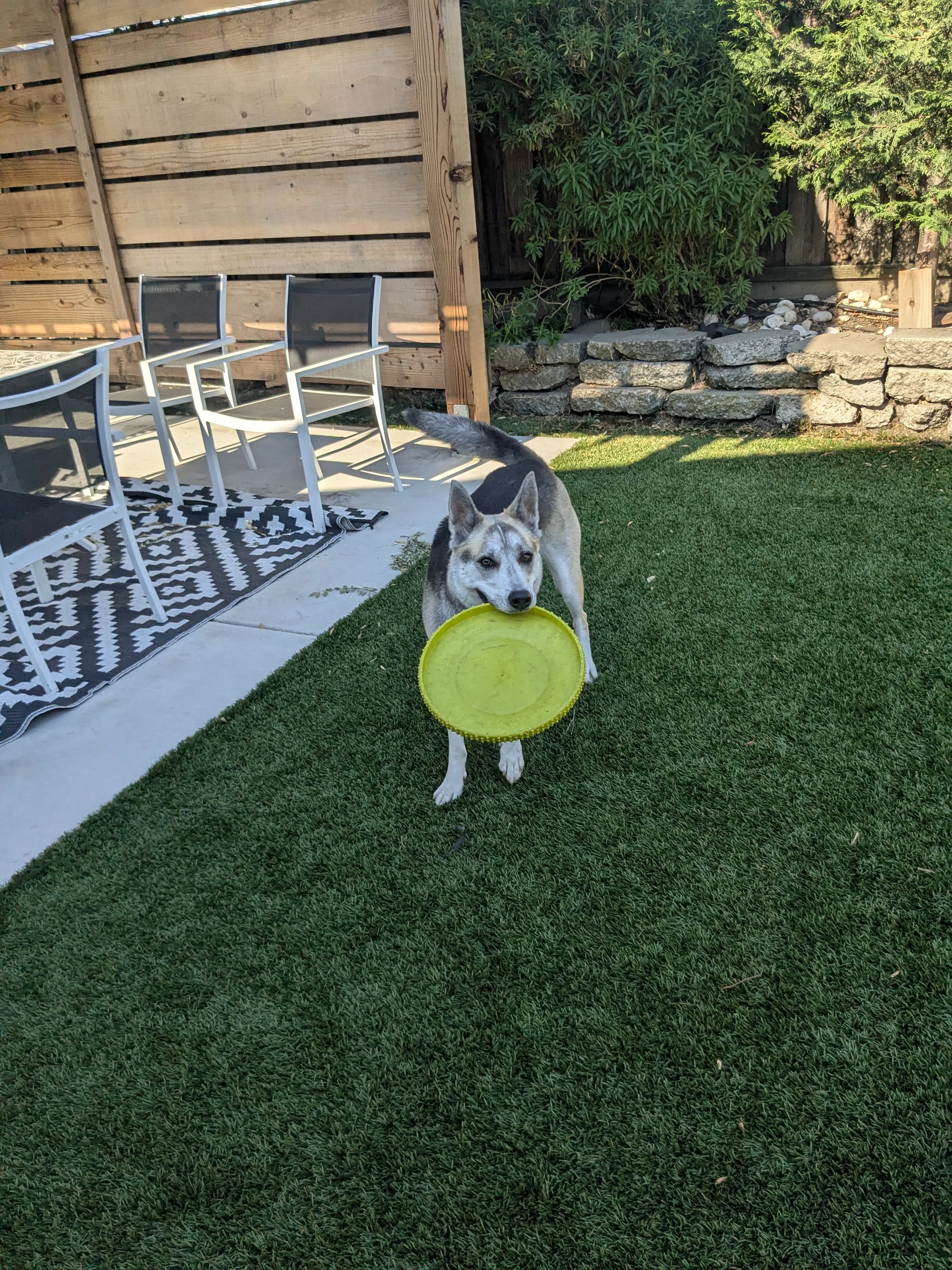 A happy dog holding a yellow frisbee in its mouth on a grassy yard playing with his favorite dog walker and pet sitter LUKAS K9 in Dublin, CA