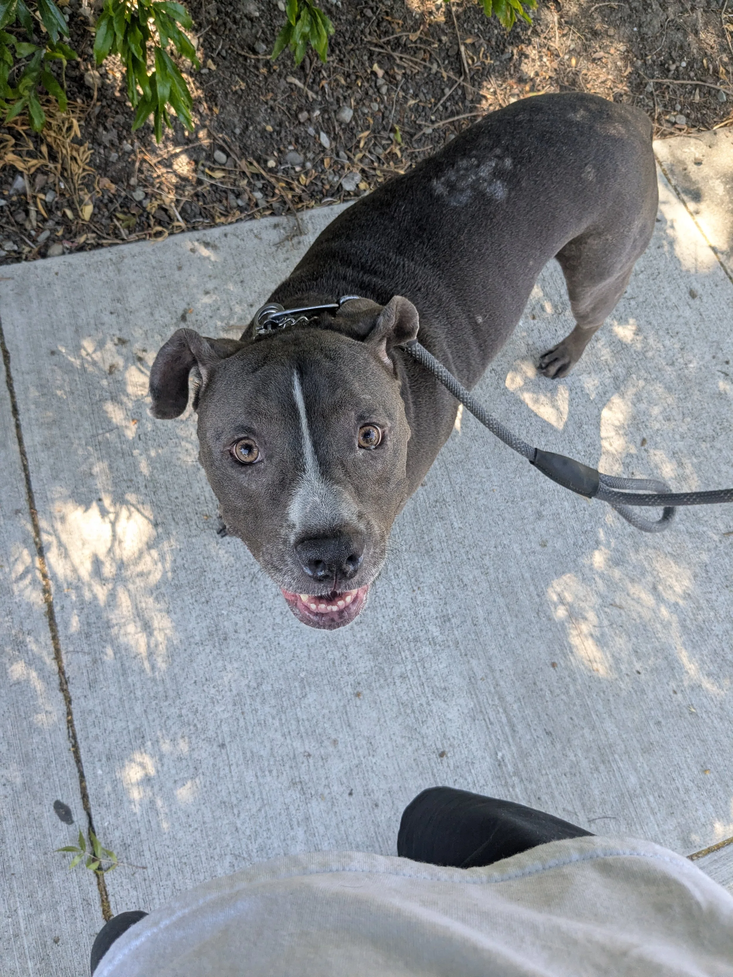 A dog standing on a sidewalk looking up at the camera, with part of a person's leg and shoe visible at the bottom of the image.