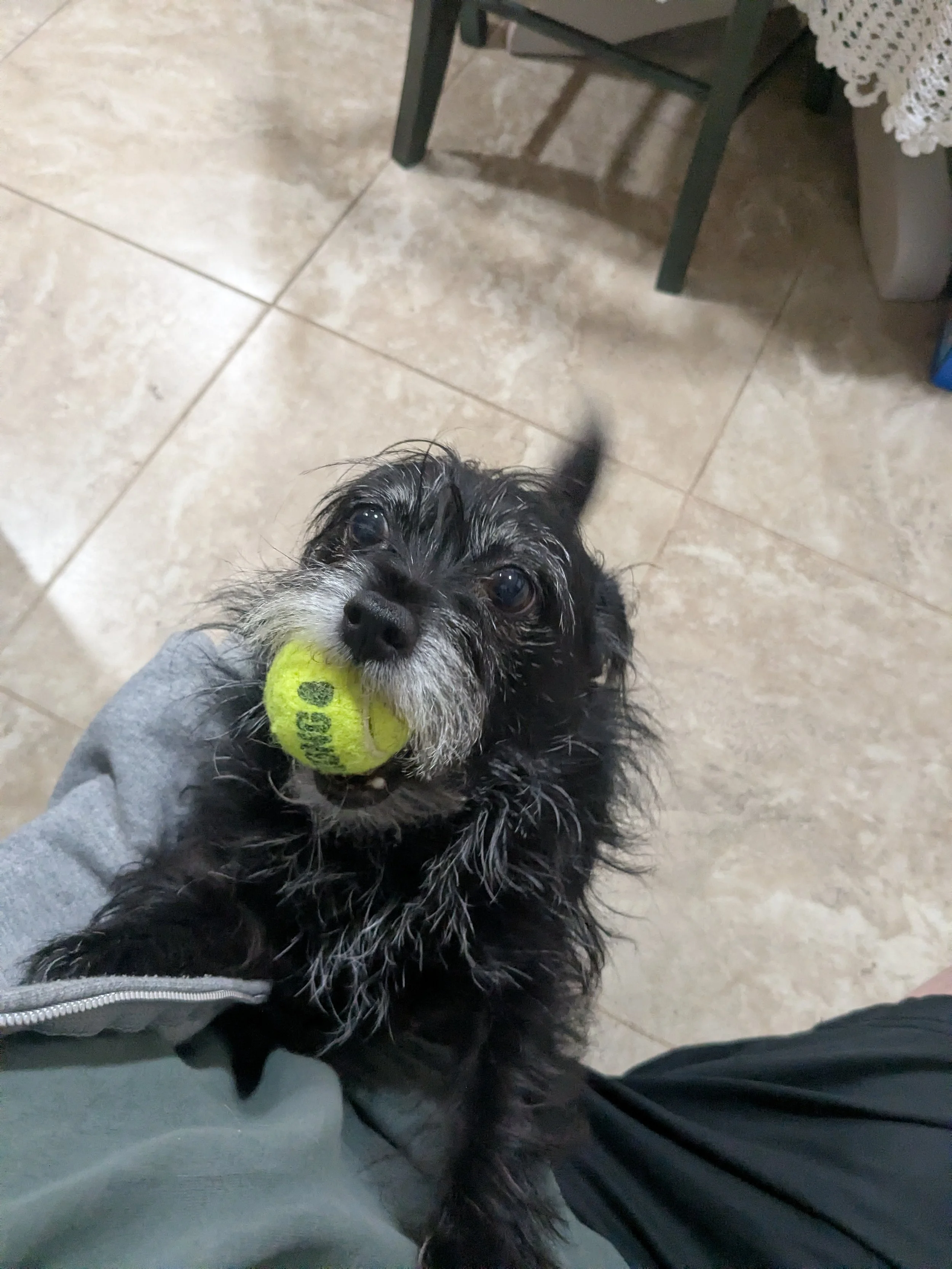 A small black and gray dog holding a yellow tennis ball in its mouth, looking up at the camera. The photo is taken from above by local Pleasanton CA 94566 dog sitter. In the background is tile floor, a chair, and some furniture.