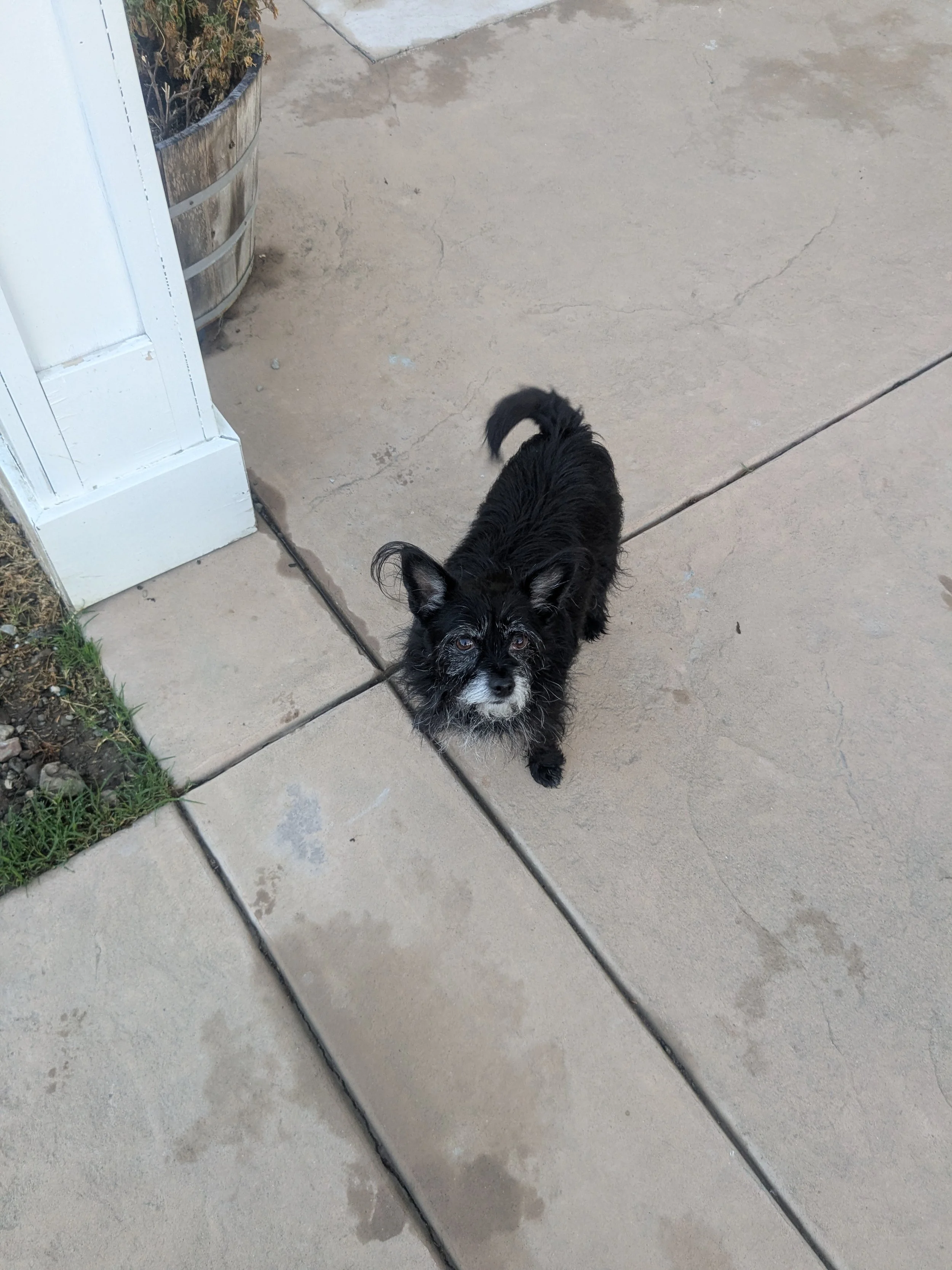 A small black dog with white markings on its face, chest, and paws standing on a concrete sidewalk, looking up at the camera