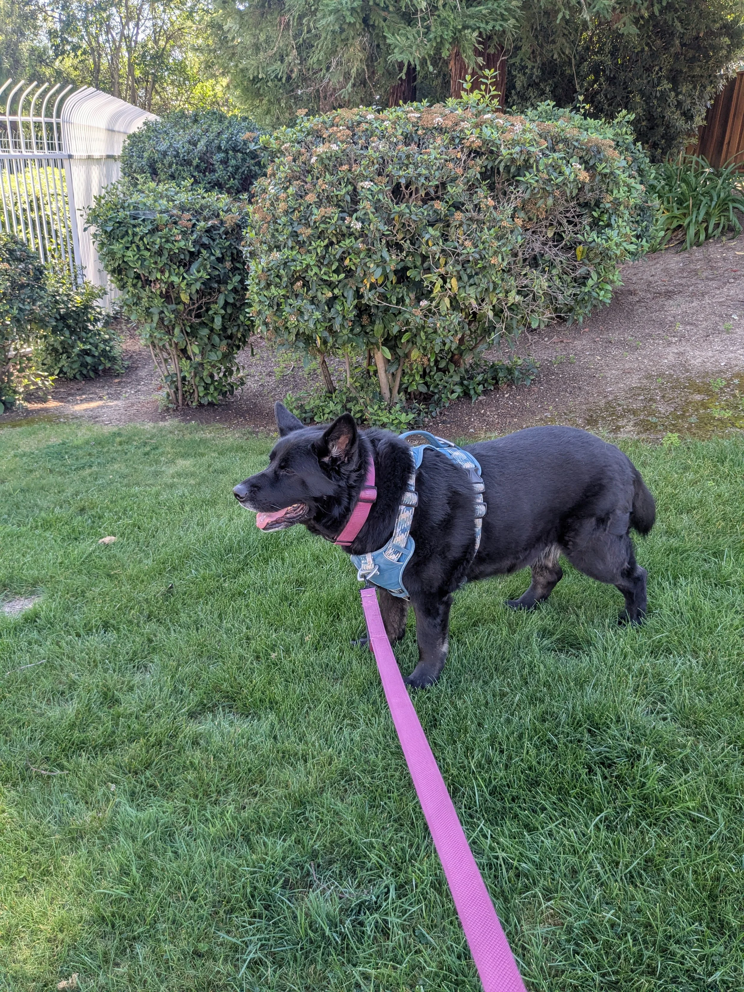 a large black German Shephard mix on a walk and standing in the grass, with a purple leash and collar and blue harness