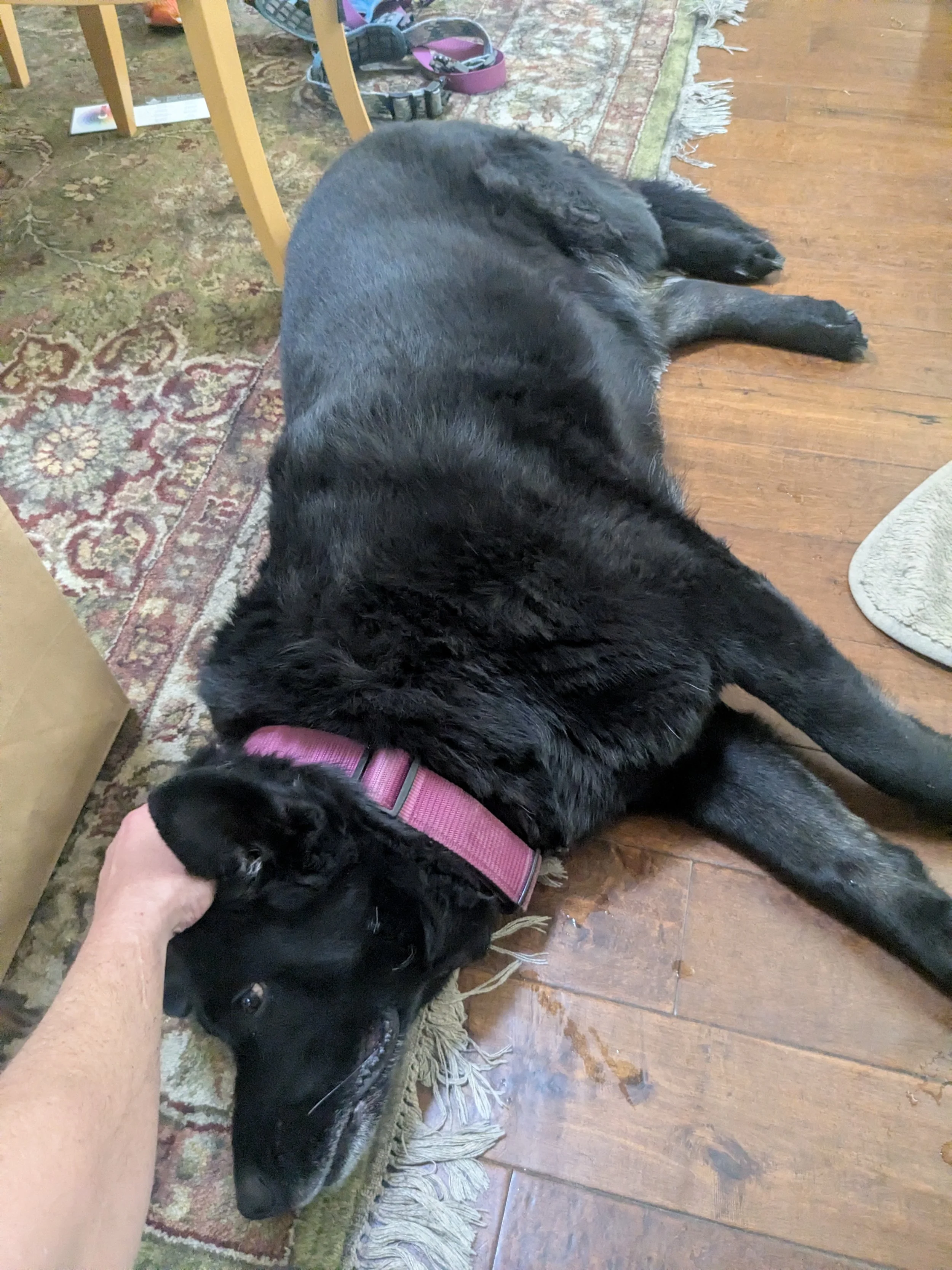 Ben Lukas petting a black dog lying on a wooden floor, under a table with a patterned rug nearby. The dog is wearing a pink collar and appear very relaxed.