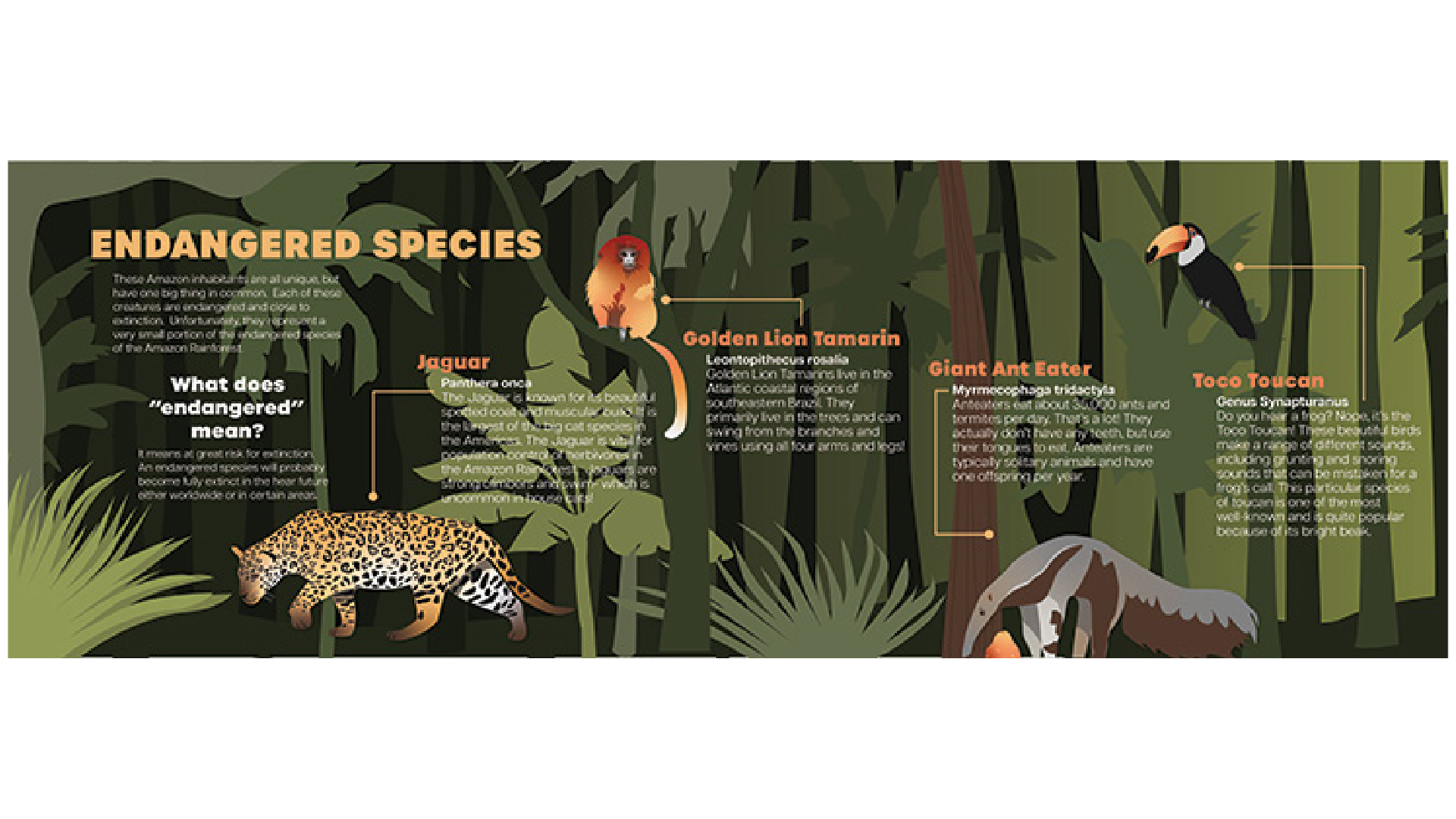 depths-of-the-amazon-museum-graphics-children-interactive-24.png
