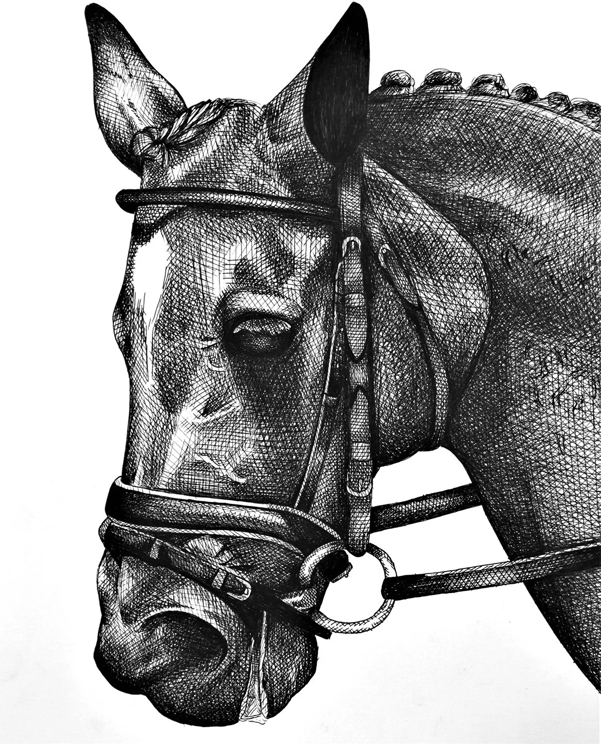 pen-and-ink-drawing-equine-art-horse-portrait-dressage-harkness-art-and-design.jpg
