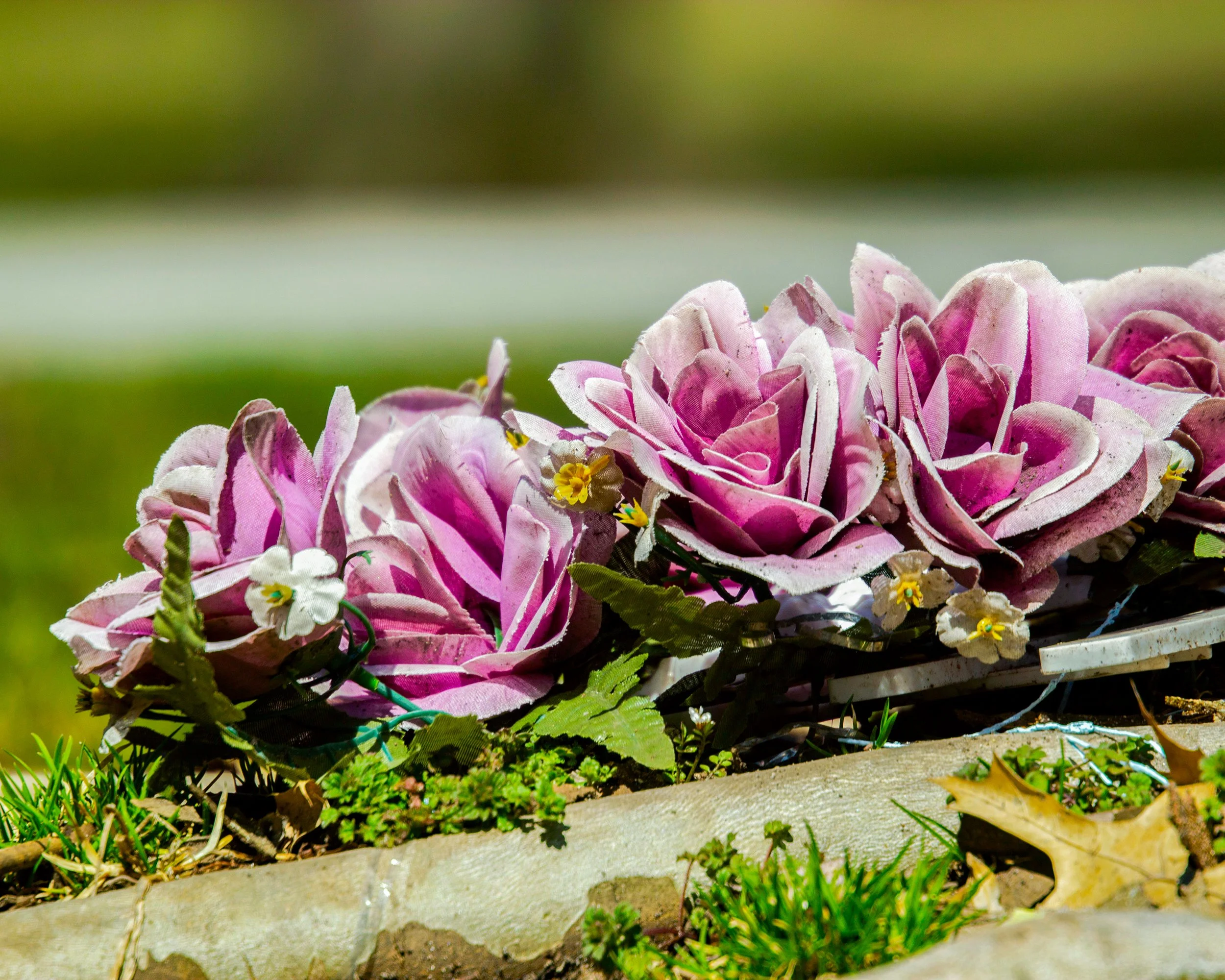 Flowers.jpg