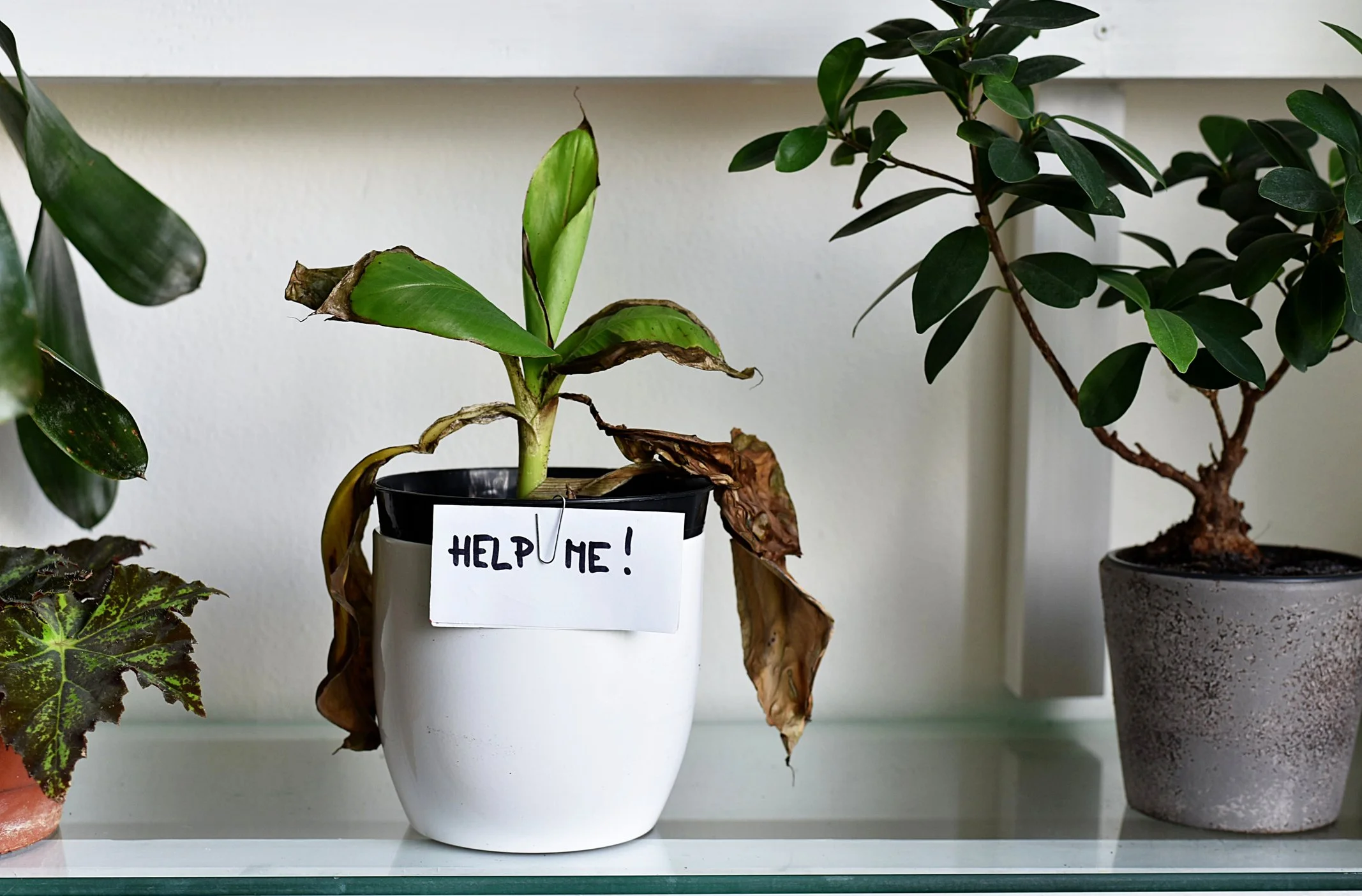 A potted plant with wilted leaves and a sign that says 'Help Me!' on it, sitting on a glass shelf with other healthy potted plants nearby.