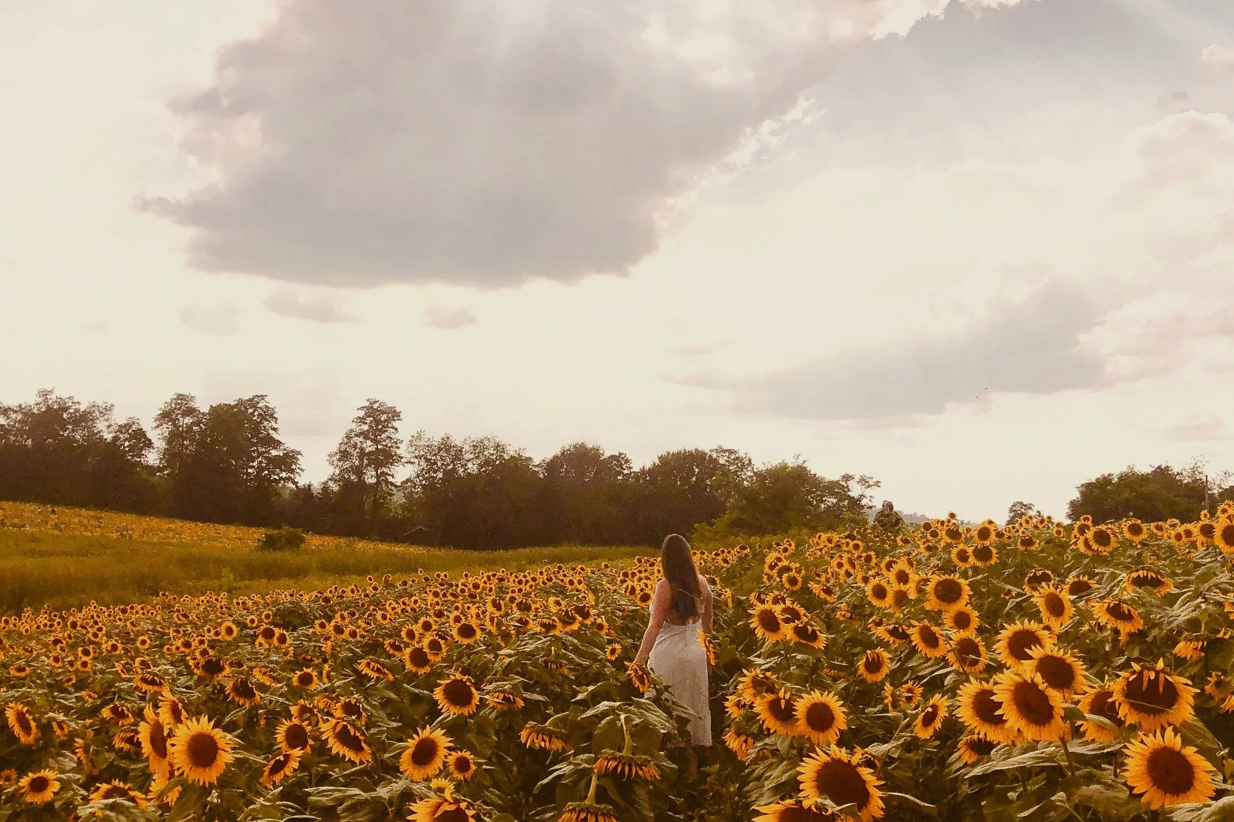A woman in a white dress walking through a sunflower field under a cloudy sky.