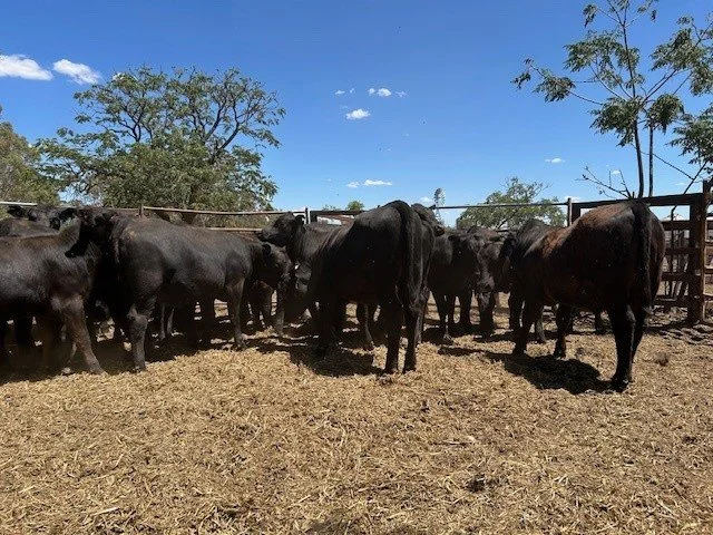 Heifers 3.jpg