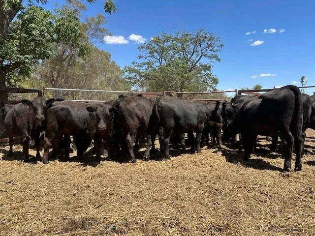Heifers 4.jpg