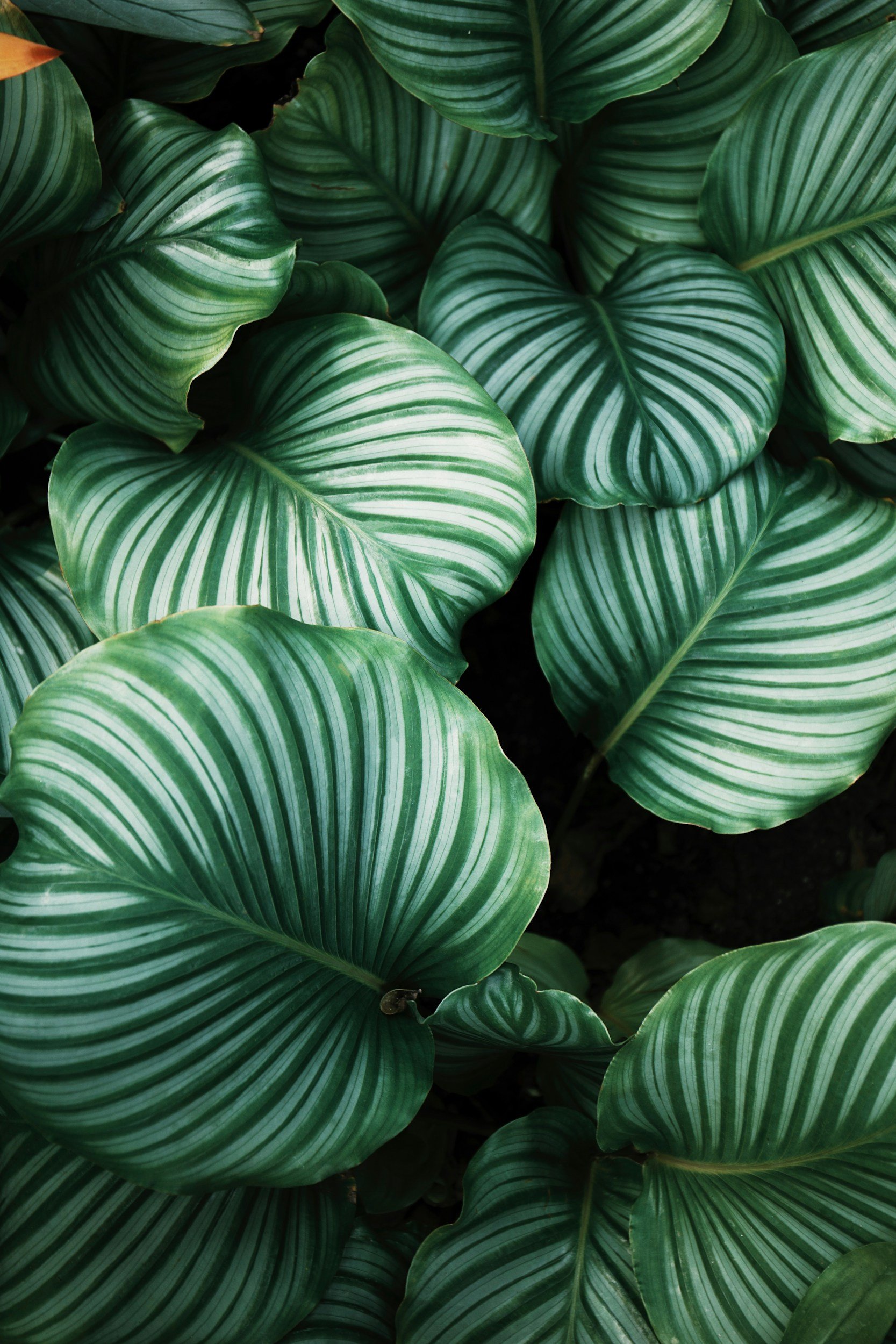 Green leaves with white stripes overlapping each other.