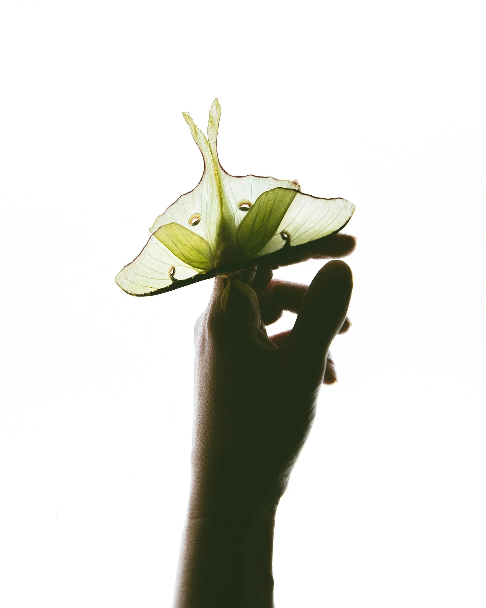 A hand holding a white butterfly with green markings against a bright white background.