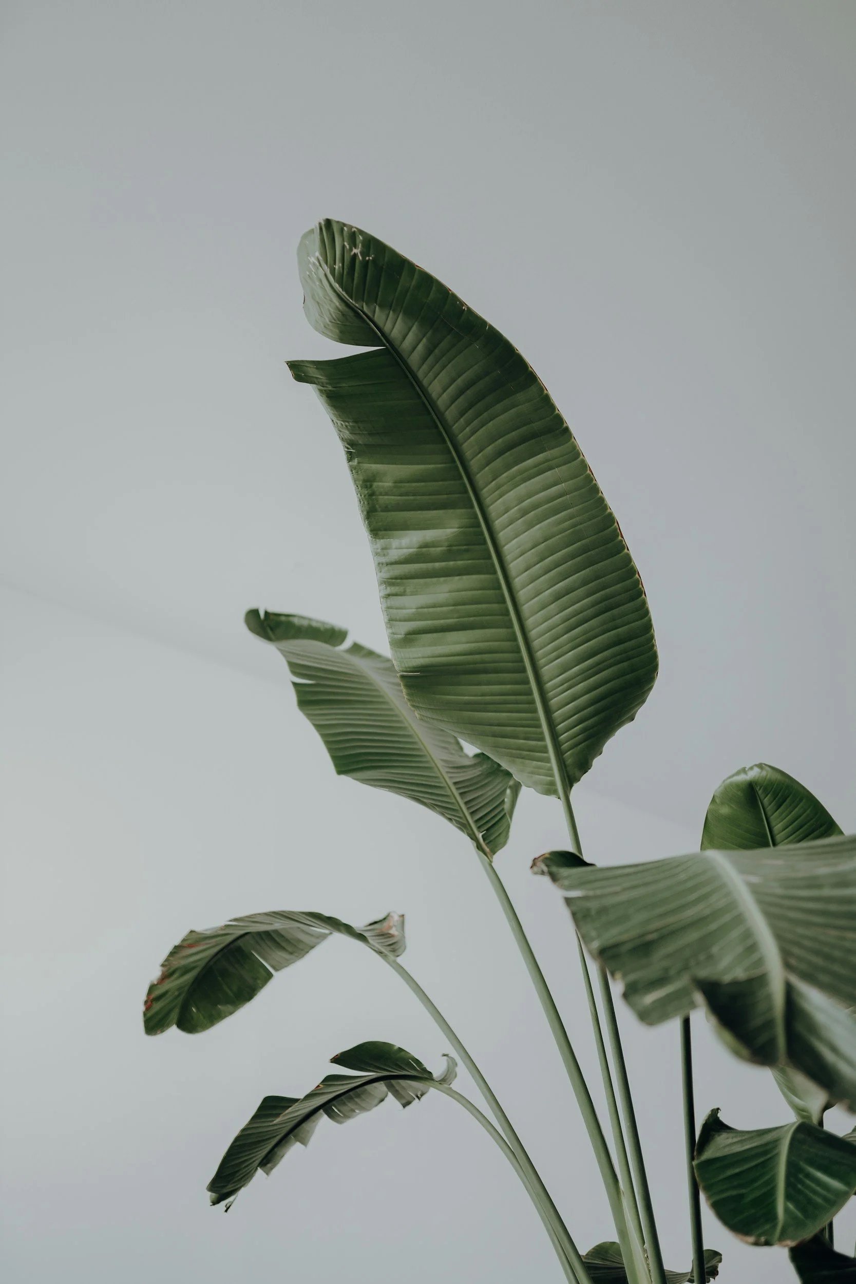 Green banana leaves against a plain light gray or blue background.