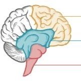 3 Brain System