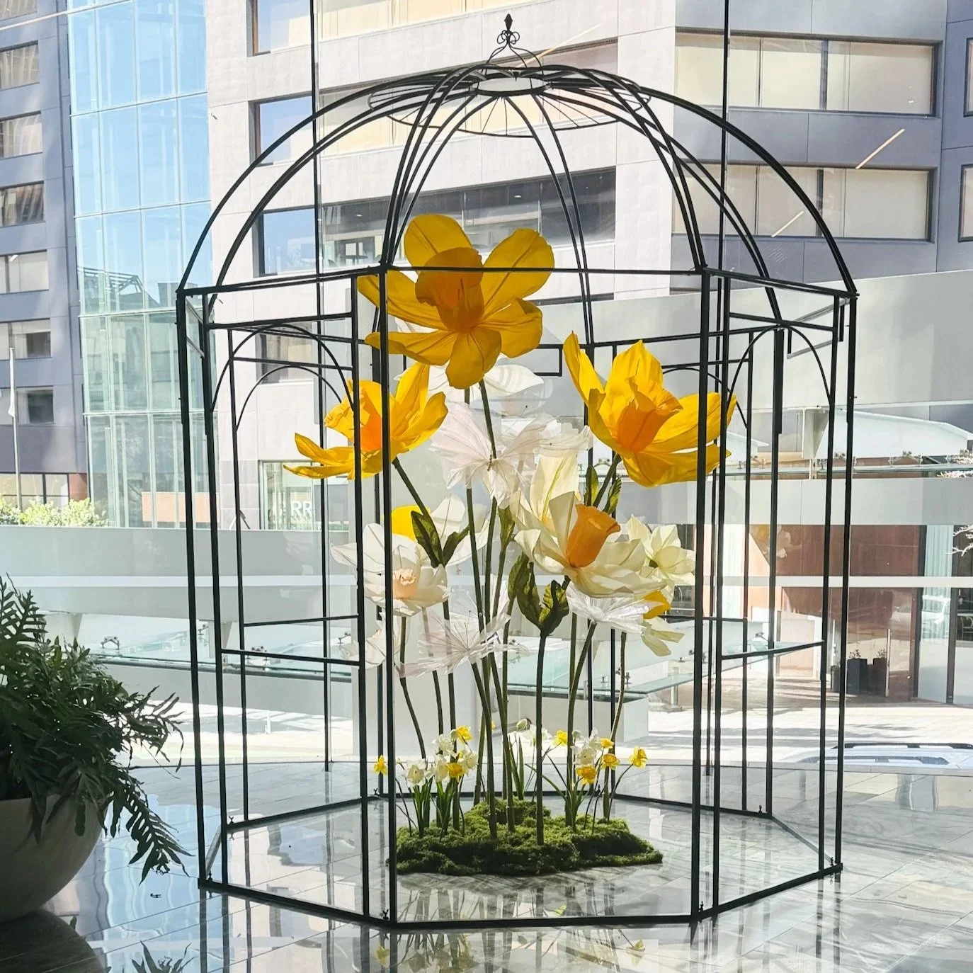 Giant Daffodil Display