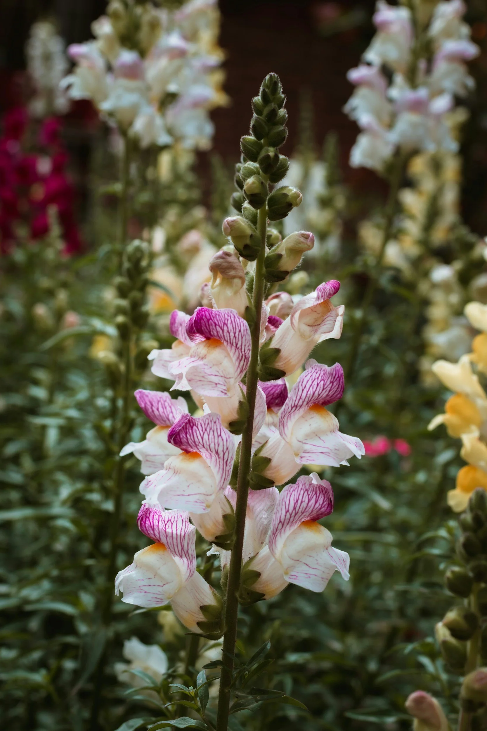 Close-up of a tall, flowering stalk with pink and white striped petals, surrounded by blurred similar flowers in background.