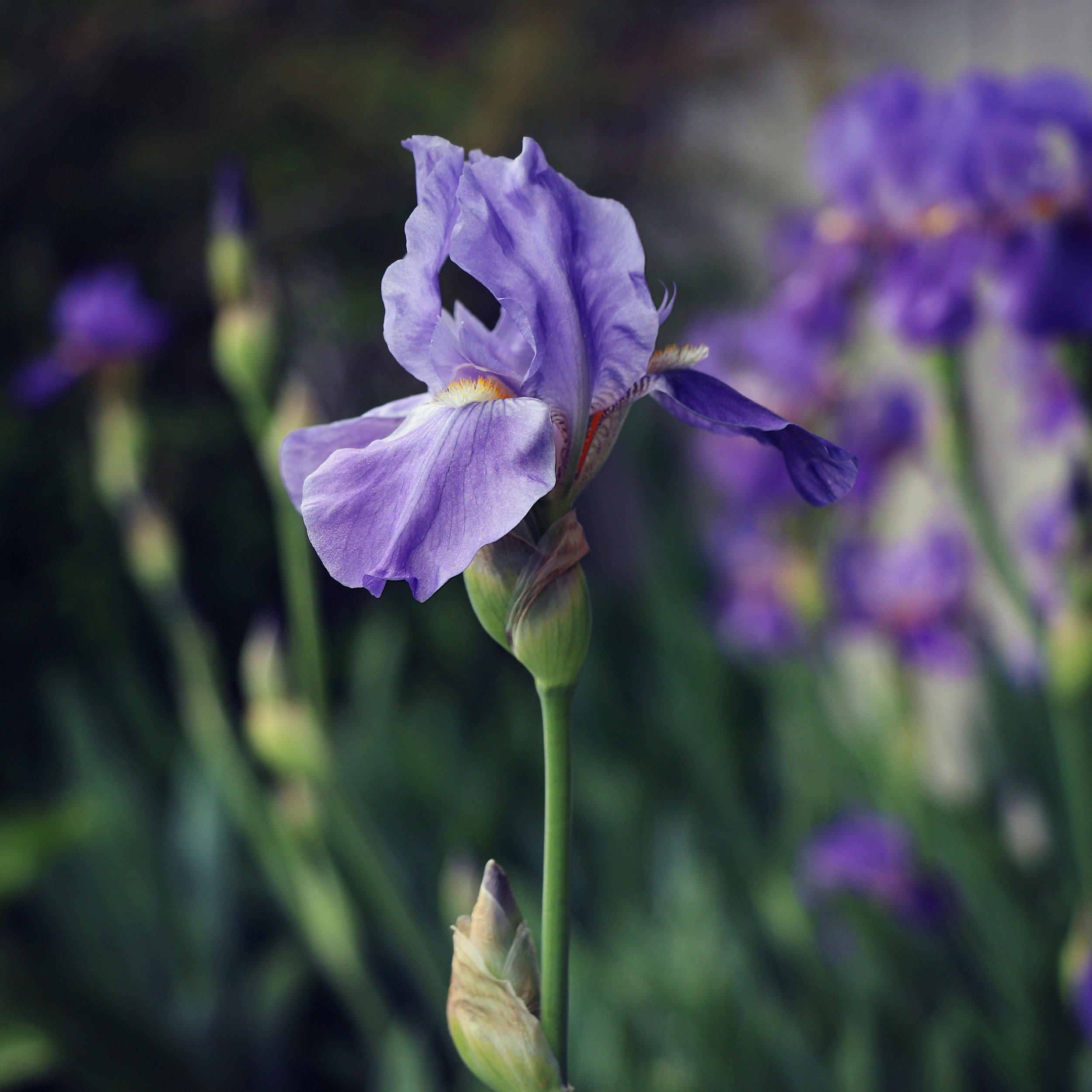 Close-up of a purple iris flower with blurred purple flowers in the background.
