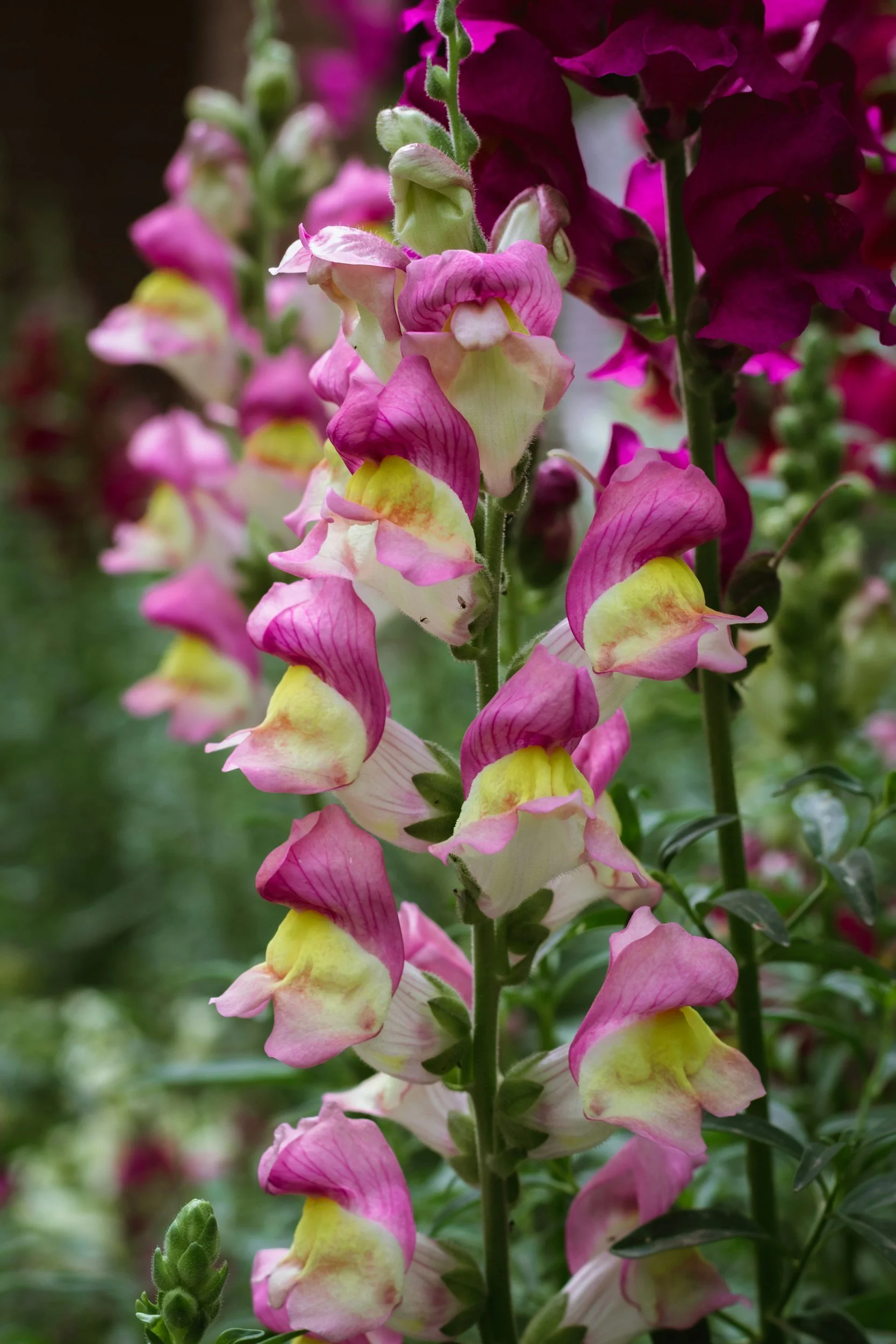 Close-up of a tall flower spike with pink, yellow, and white snapdragon-like flowers, set against blurred green foliage in the background.