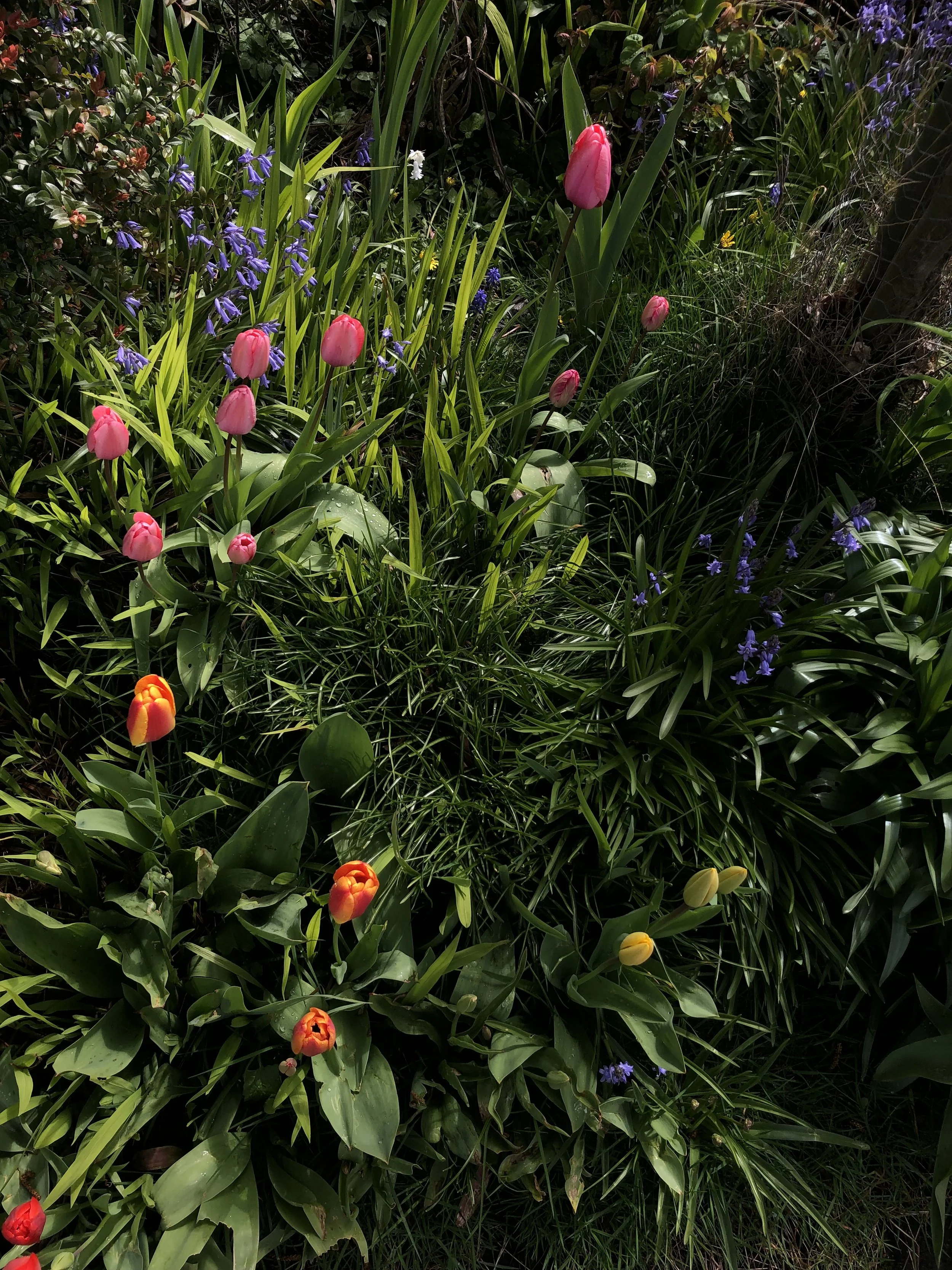 A garden with pink, red, yellow, and purple flowers among green foliage.