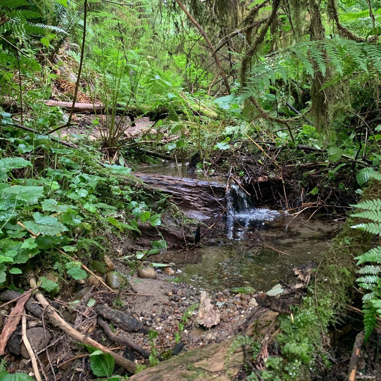 I&rsquo;m thankful for this quiet place to take breaks from recording. It&rsquo;s a short walk from the yurt studio into the deep valley, to listen to the creek and clear my head. Possibly being watched by otters, and probably some judgmental squirre