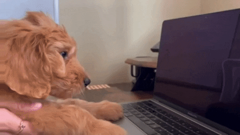 Remote Job Searching 101