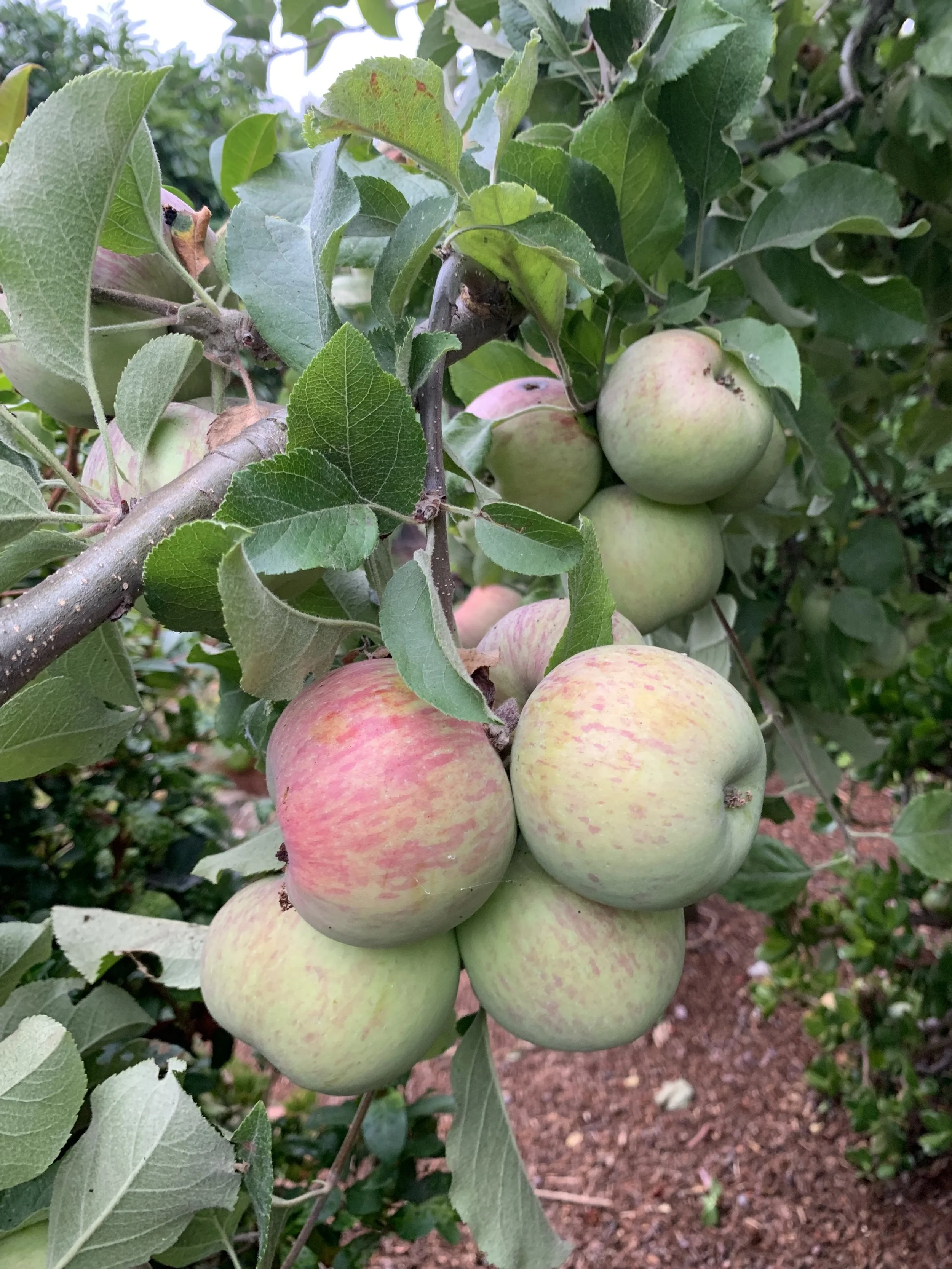There was an apple tree in the yard ….