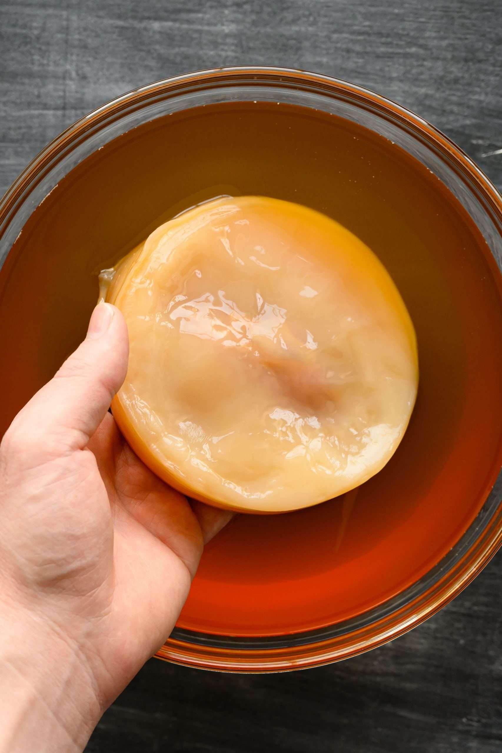 Kombucha Starter (SCOBY)