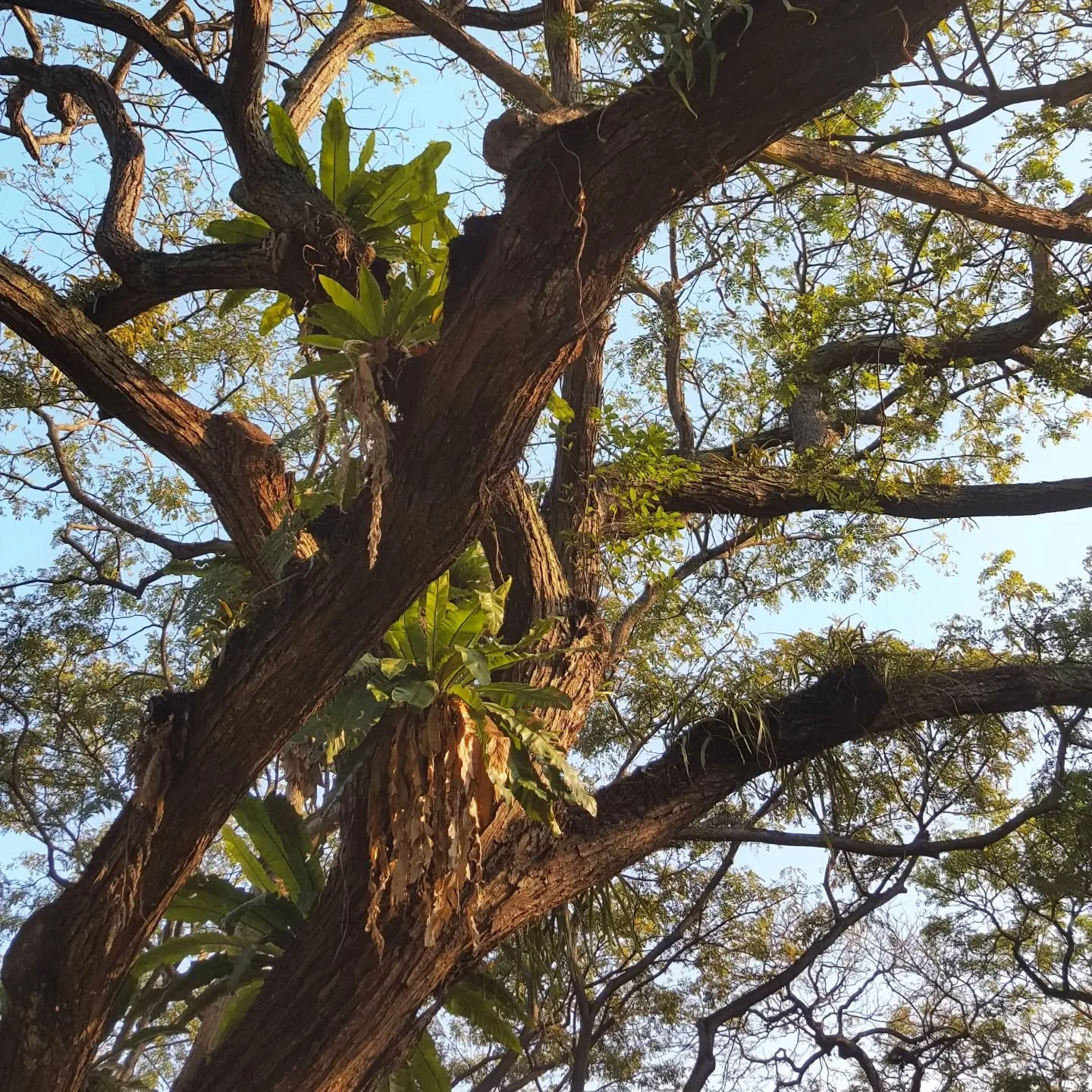 In the rush of modern life, it&rsquo;s easy to feel disconnected&mdash;like our minds, bodies, and the natural world exist in separate spheres. But the moment you step outside, close your eyes, and listen to the gentle rustling of leaves, something m